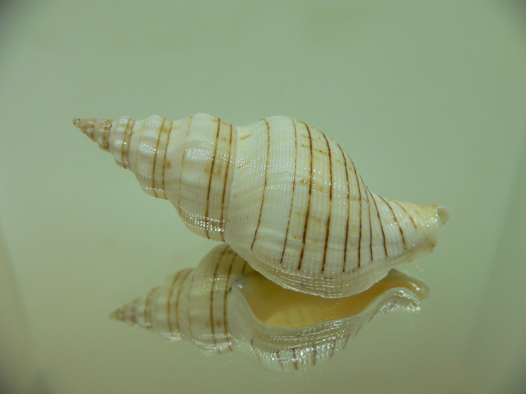 Siphonalia spadicea spadicea Big & ALBINO