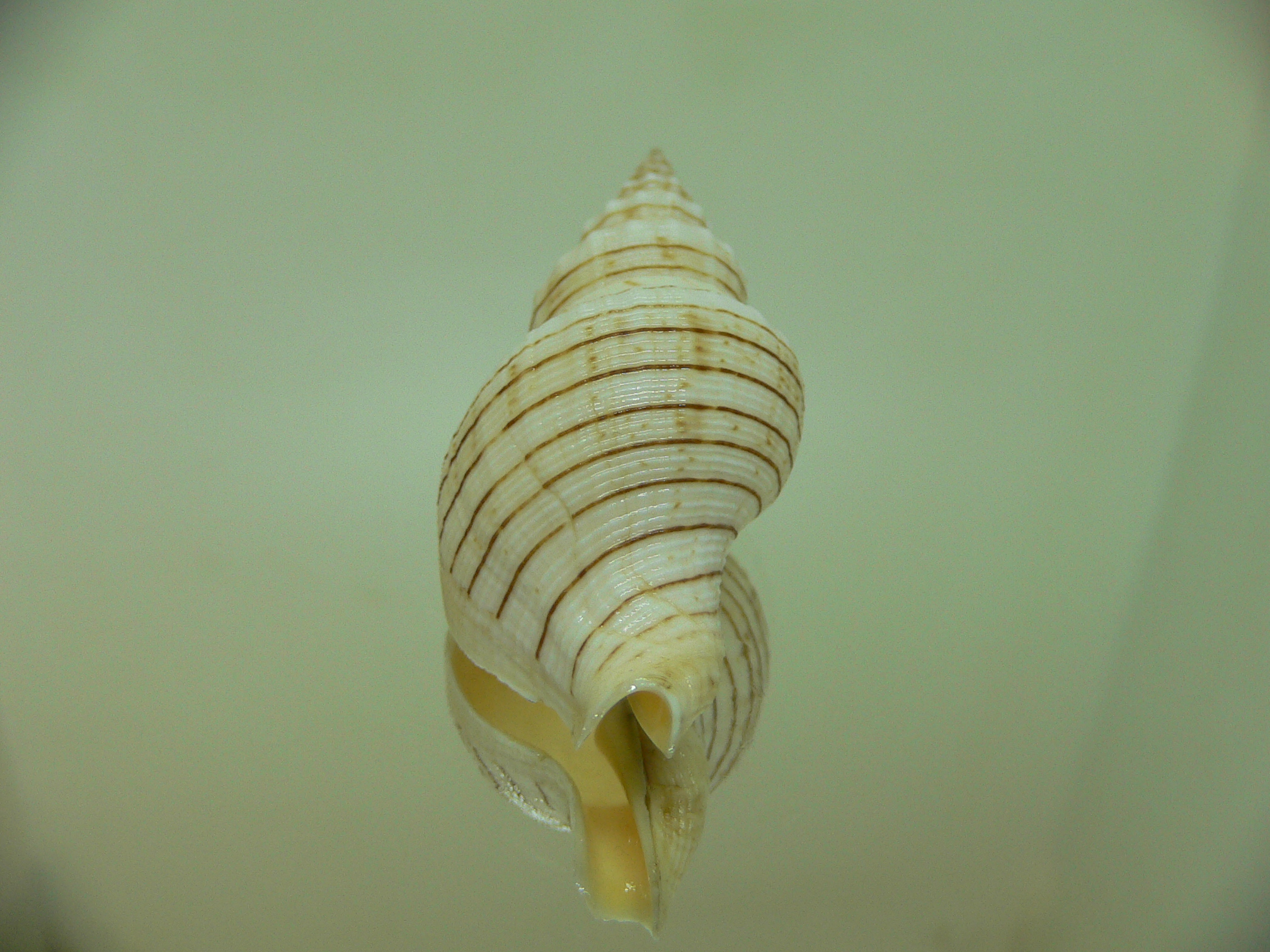 Siphonalia spadicea spadicea Big & ALBINO