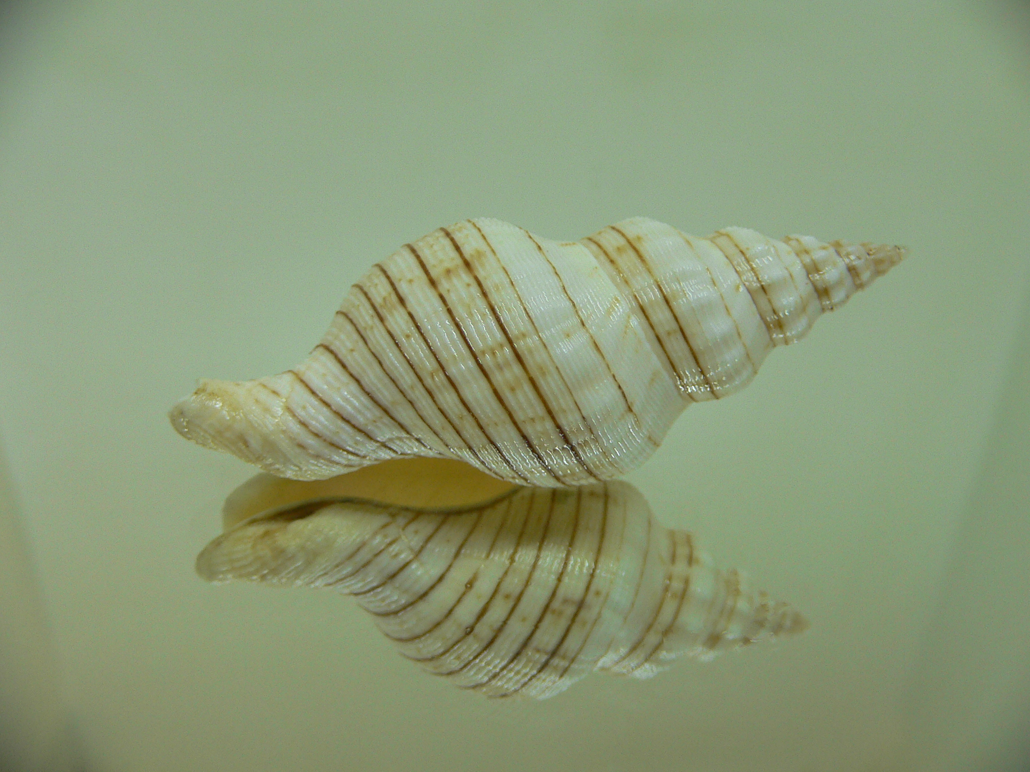 Siphonalia spadicea spadicea Big & ALBINO