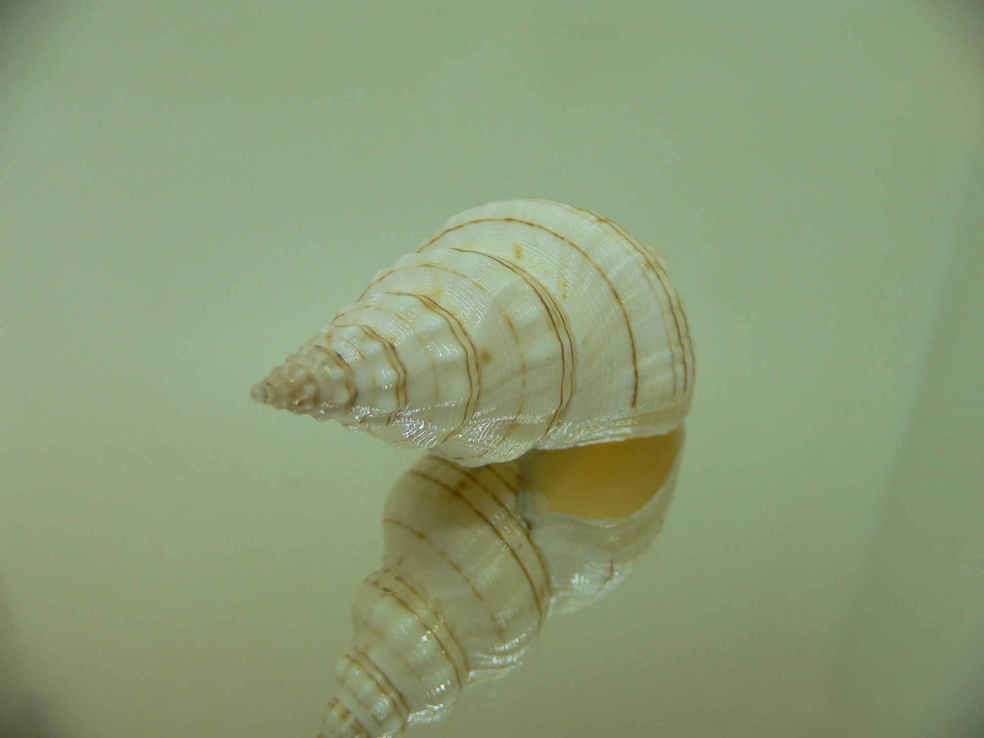 Siphonalia spadicea spadicea Big & ALBINO