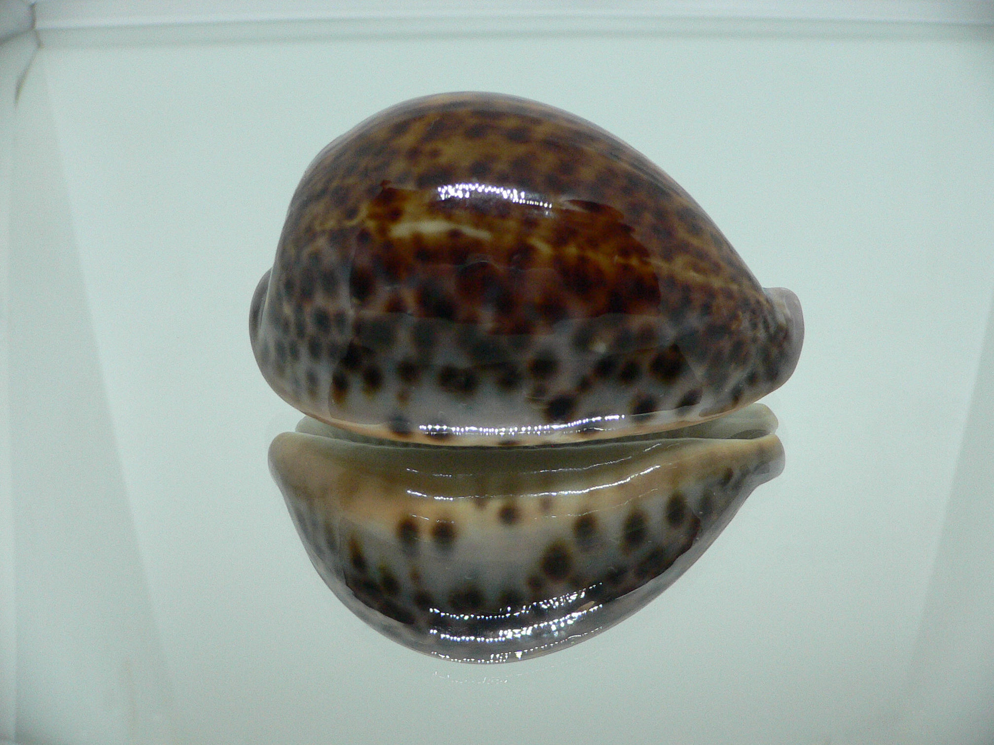 Cypraea pantherina funebralis (var.) DARK & HALF-GROWN