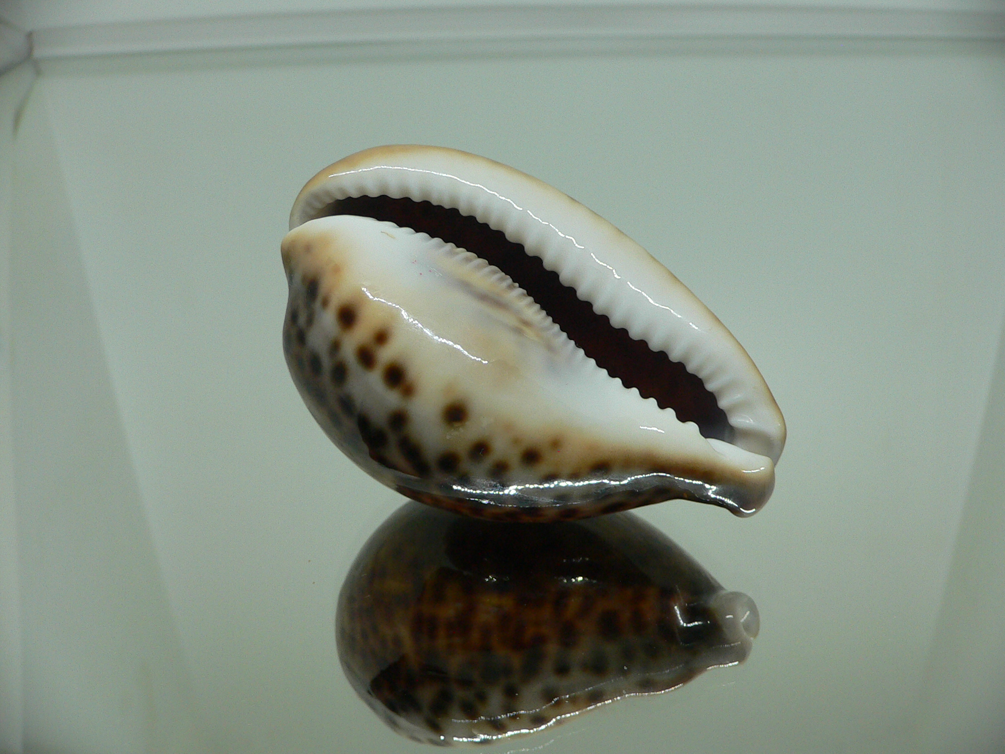 Cypraea pantherina funebralis (var.) DARK & HALF-GROWN