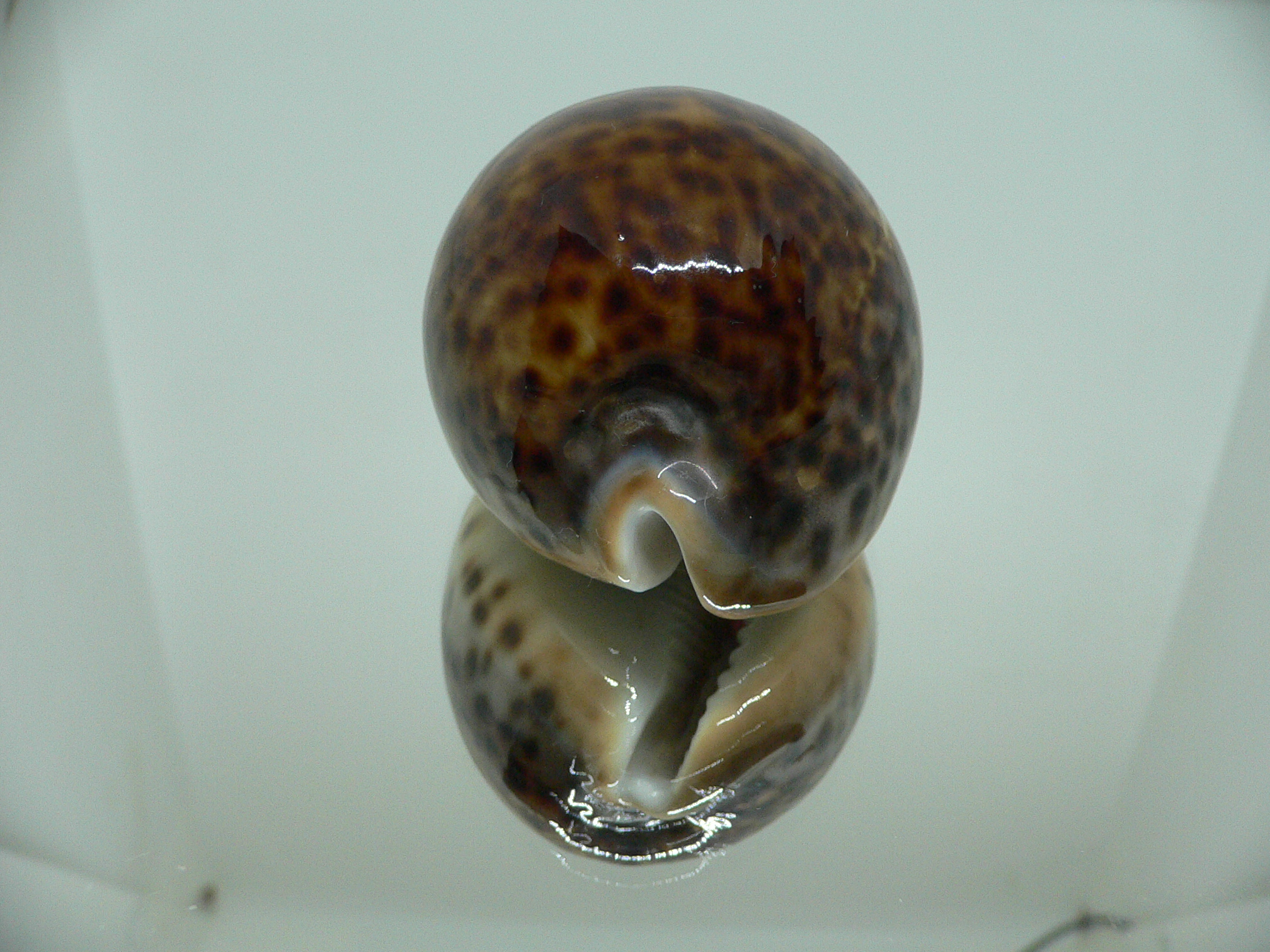 Cypraea pantherina funebralis (var.) DARK & HALF-GROWN