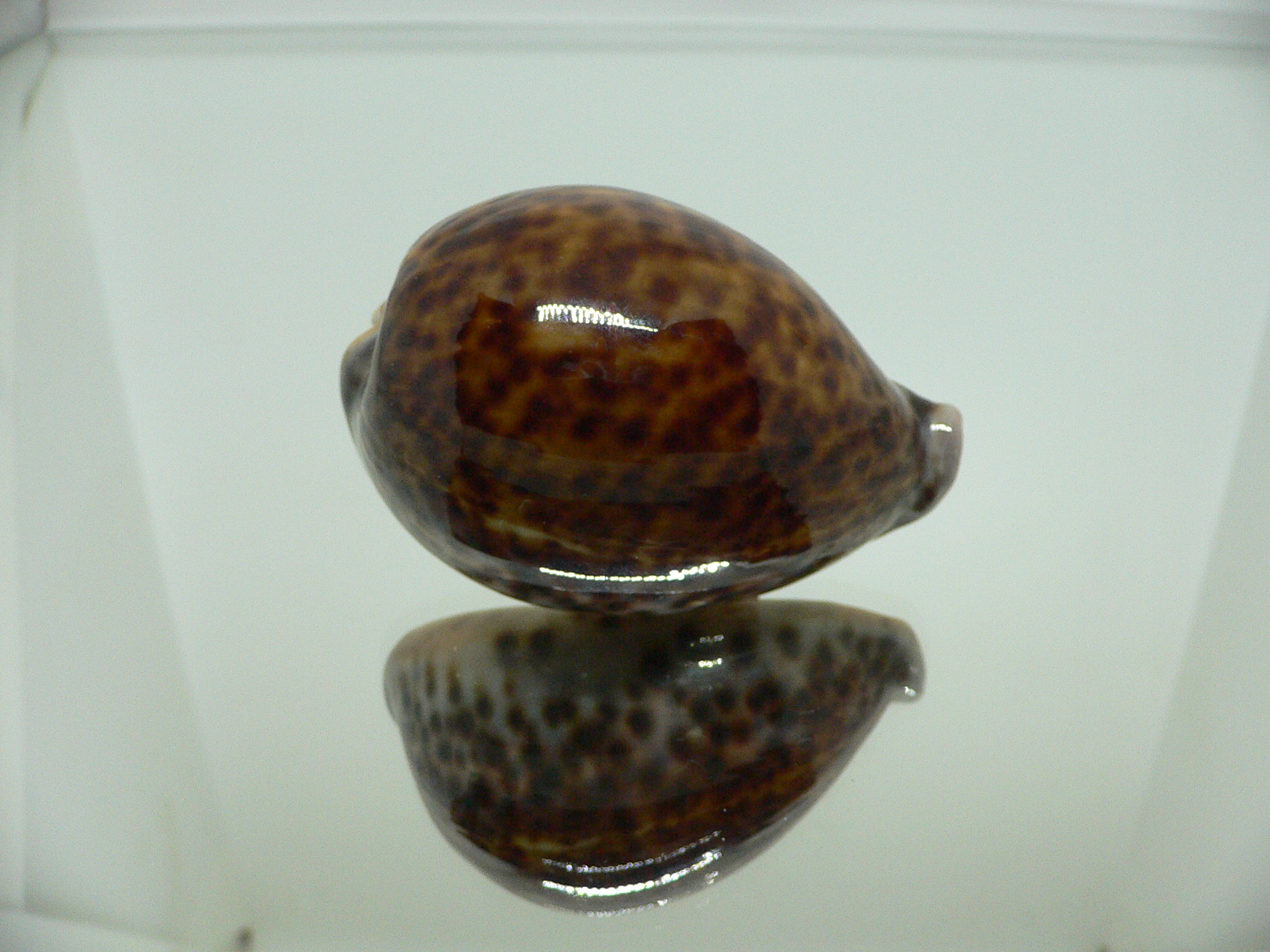 Cypraea pantherina funebralis (var.) DARK & HALF-GROWN