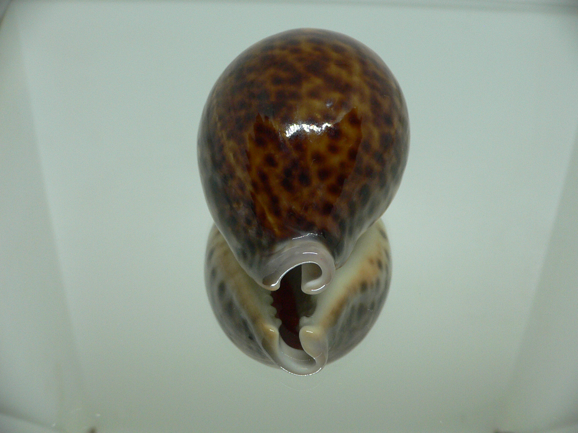 Cypraea pantherina funebralis (var.) DARK & HALF-GROWN