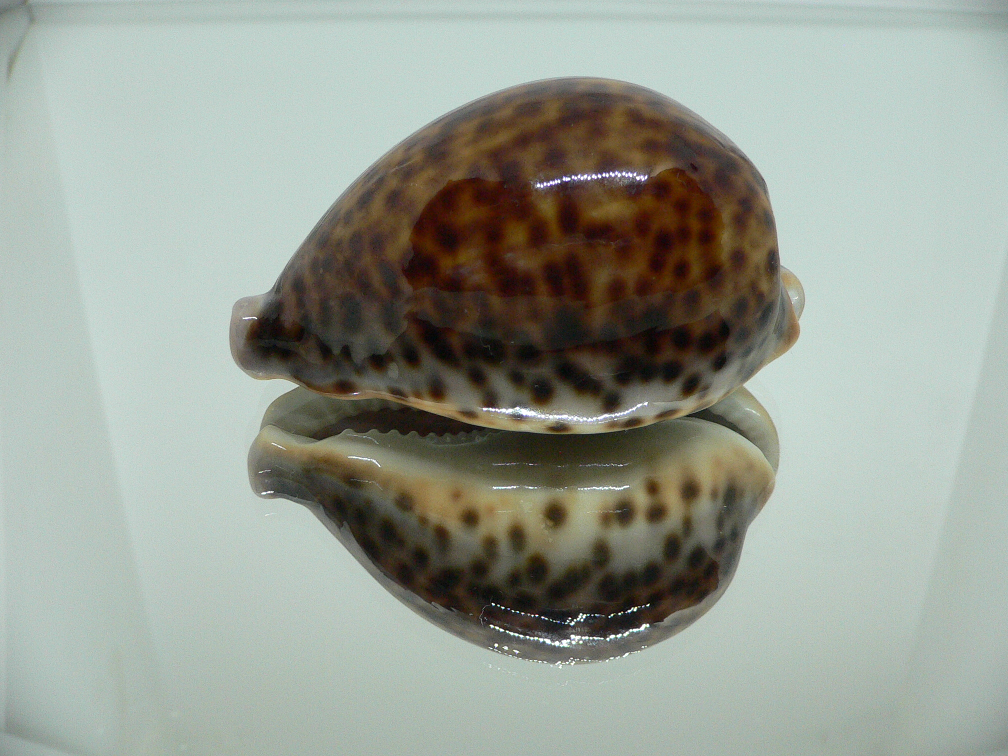 Cypraea pantherina funebralis (var.) DARK & HALF-GROWN