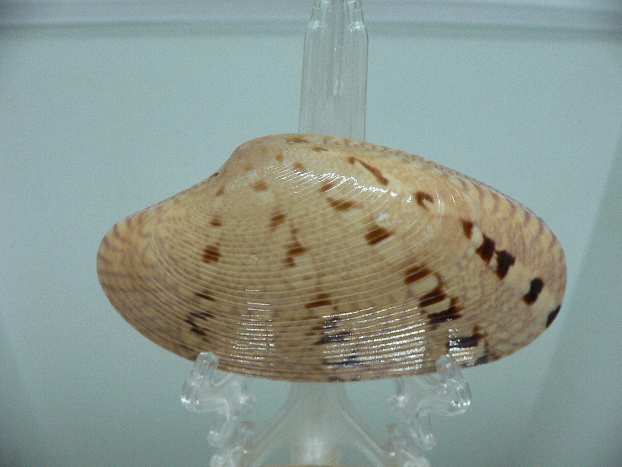 Paphia rotundata BIG