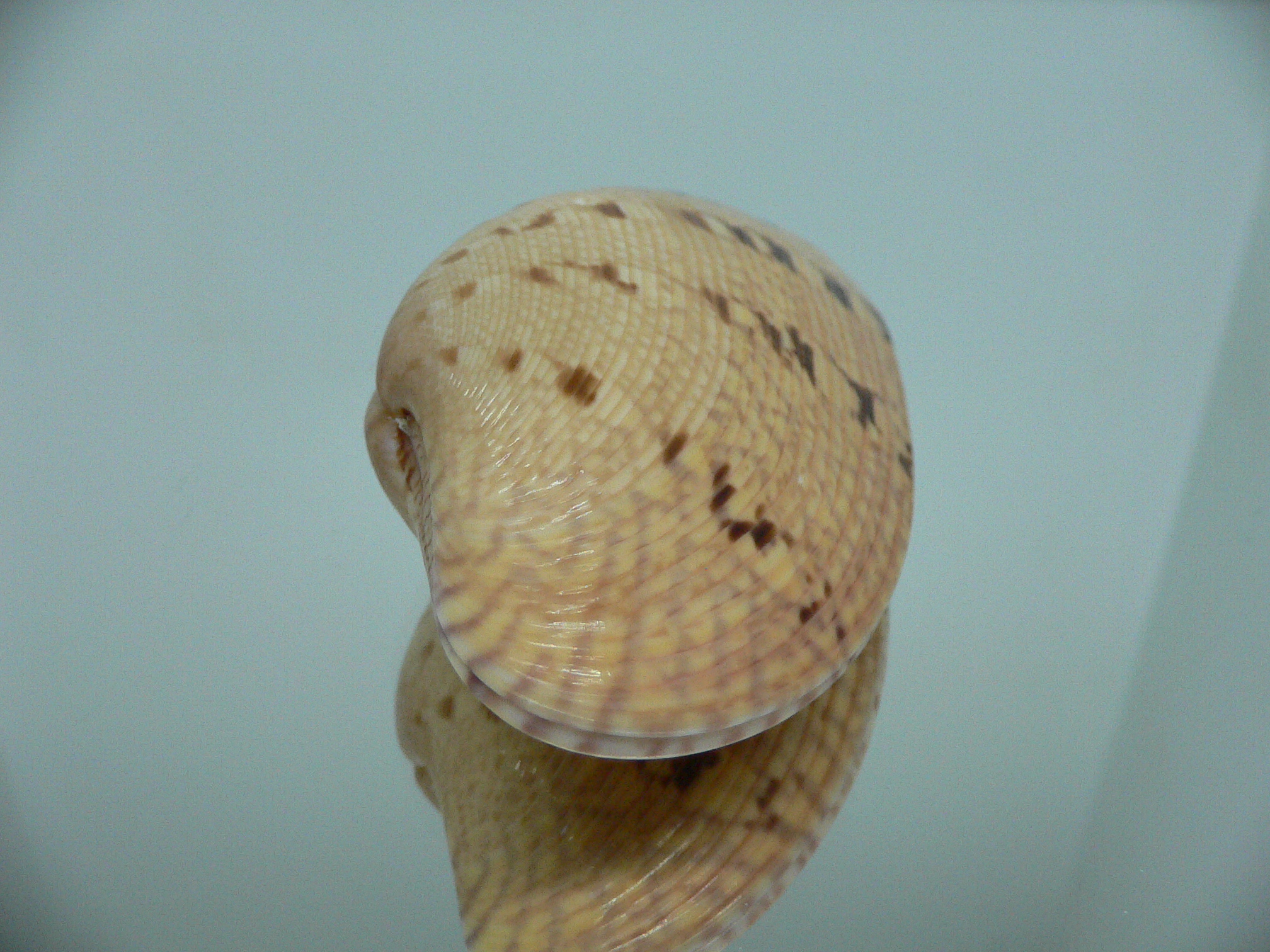 Paphia rotundata BIG