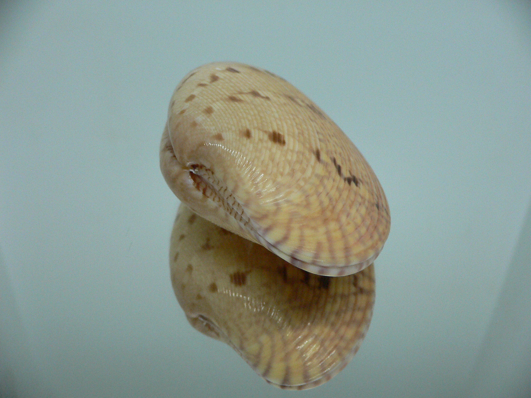 Paphia rotundata BIG