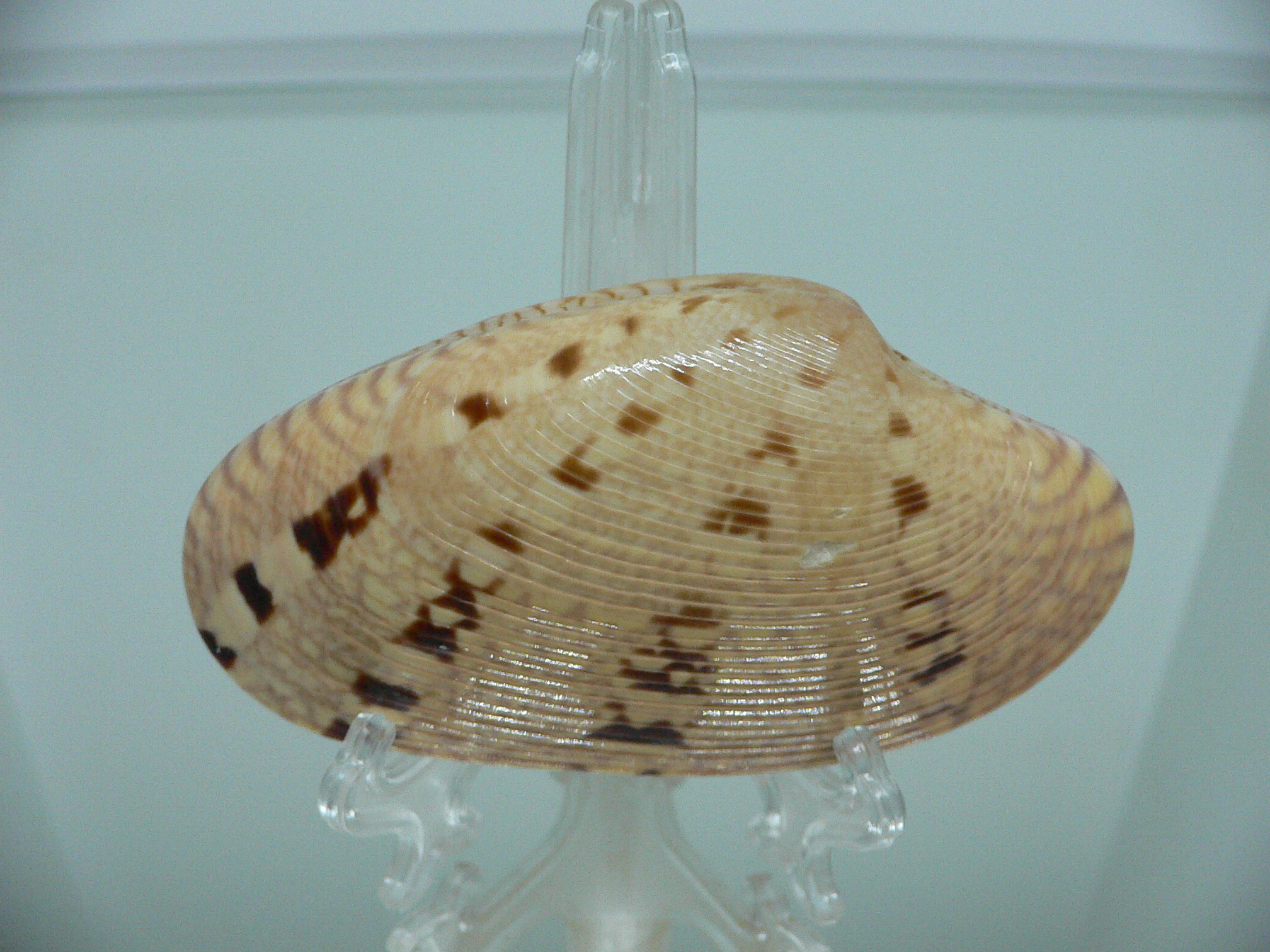 Paphia rotundata BIG