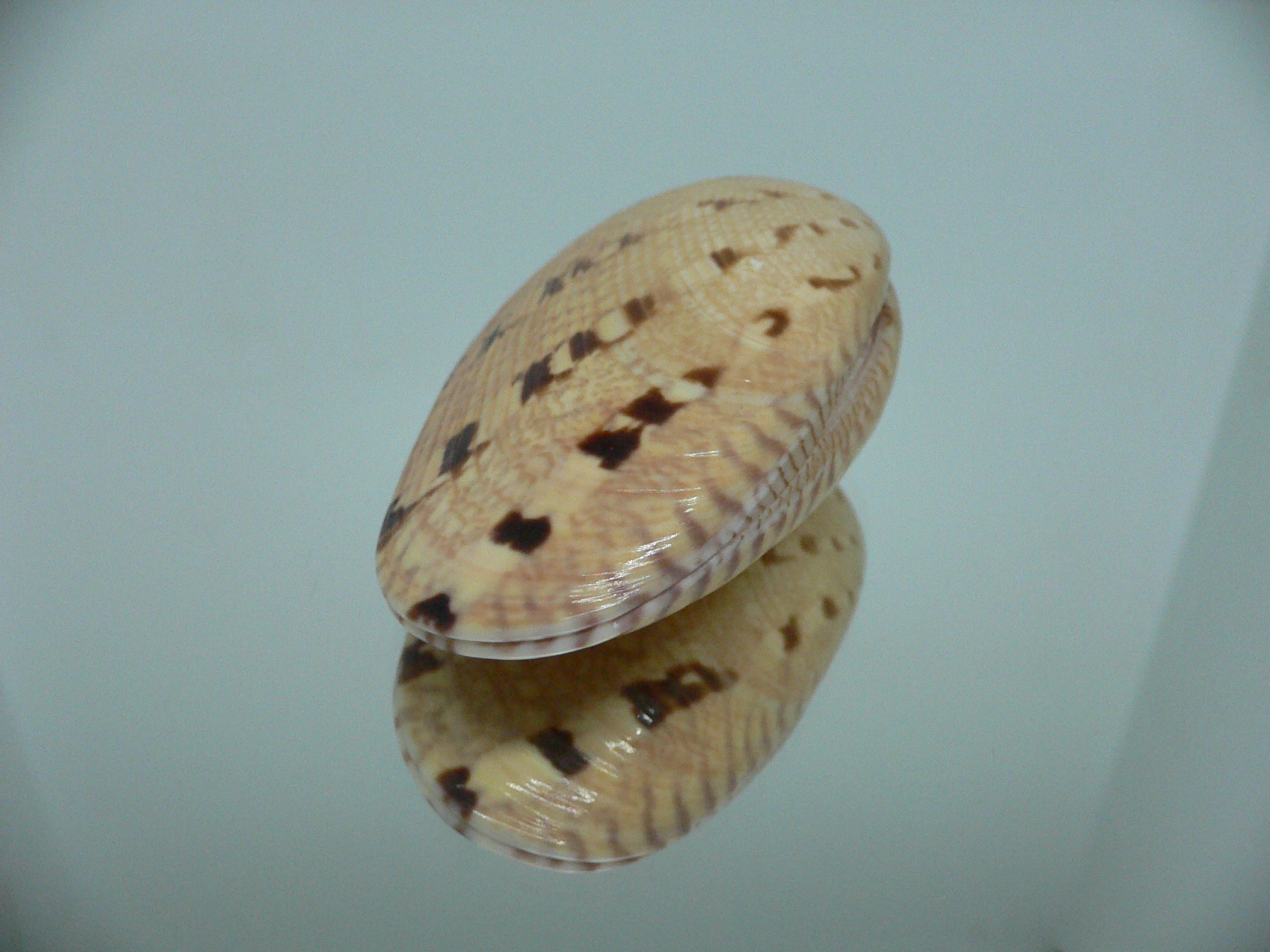 Paphia rotundata BIG