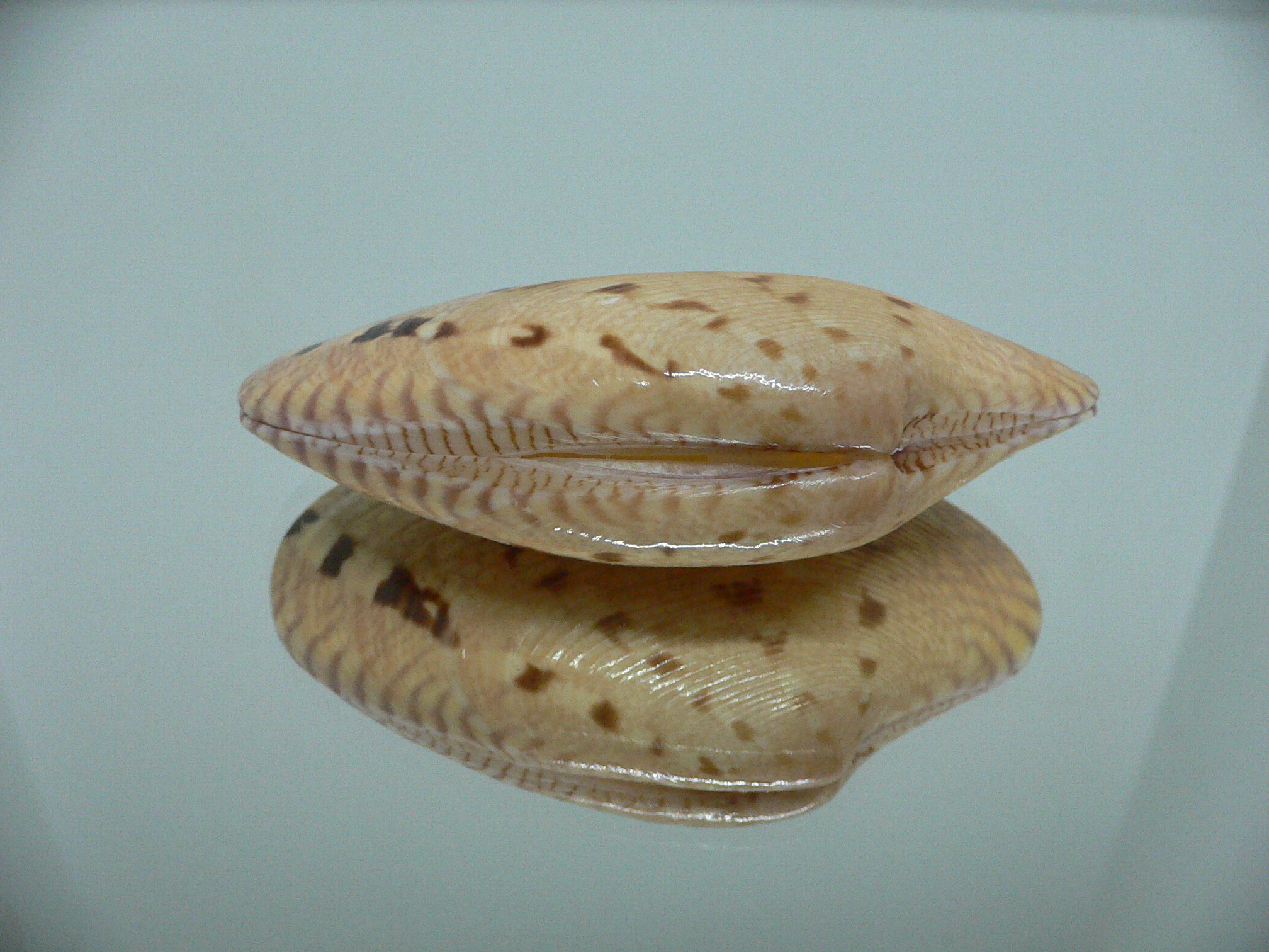 Paphia rotundata BIG