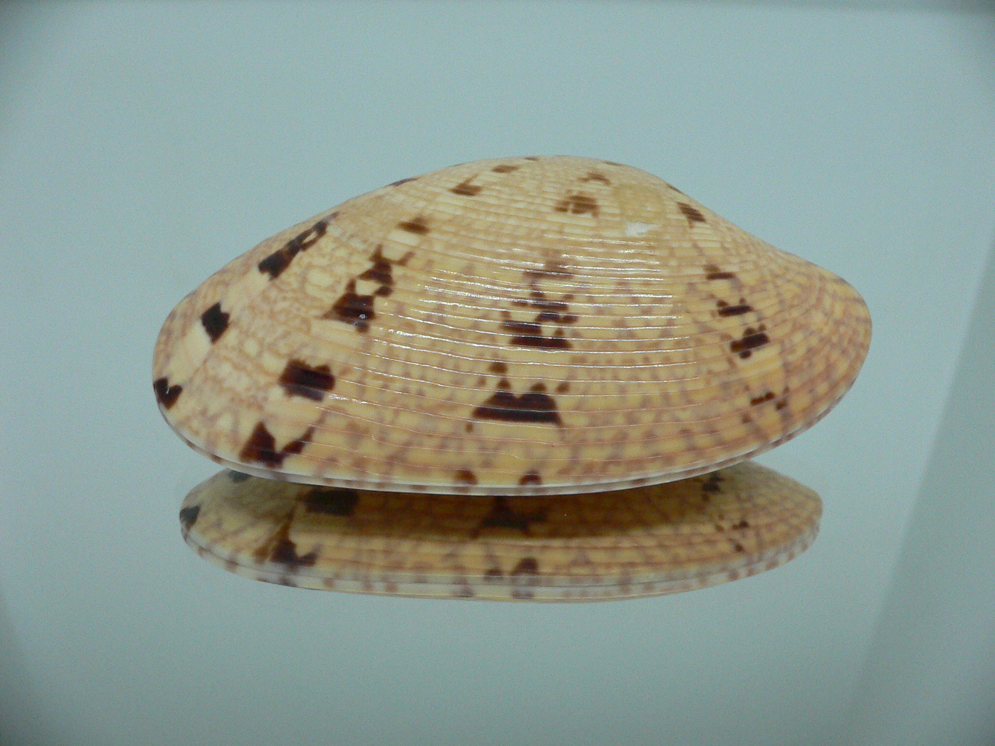 Paphia rotundata BIG