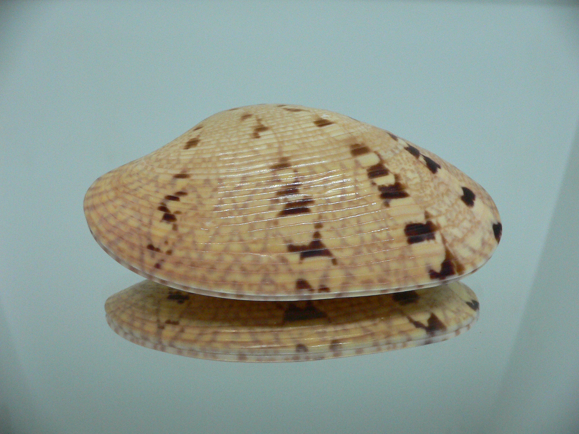 Paphia rotundata BIG