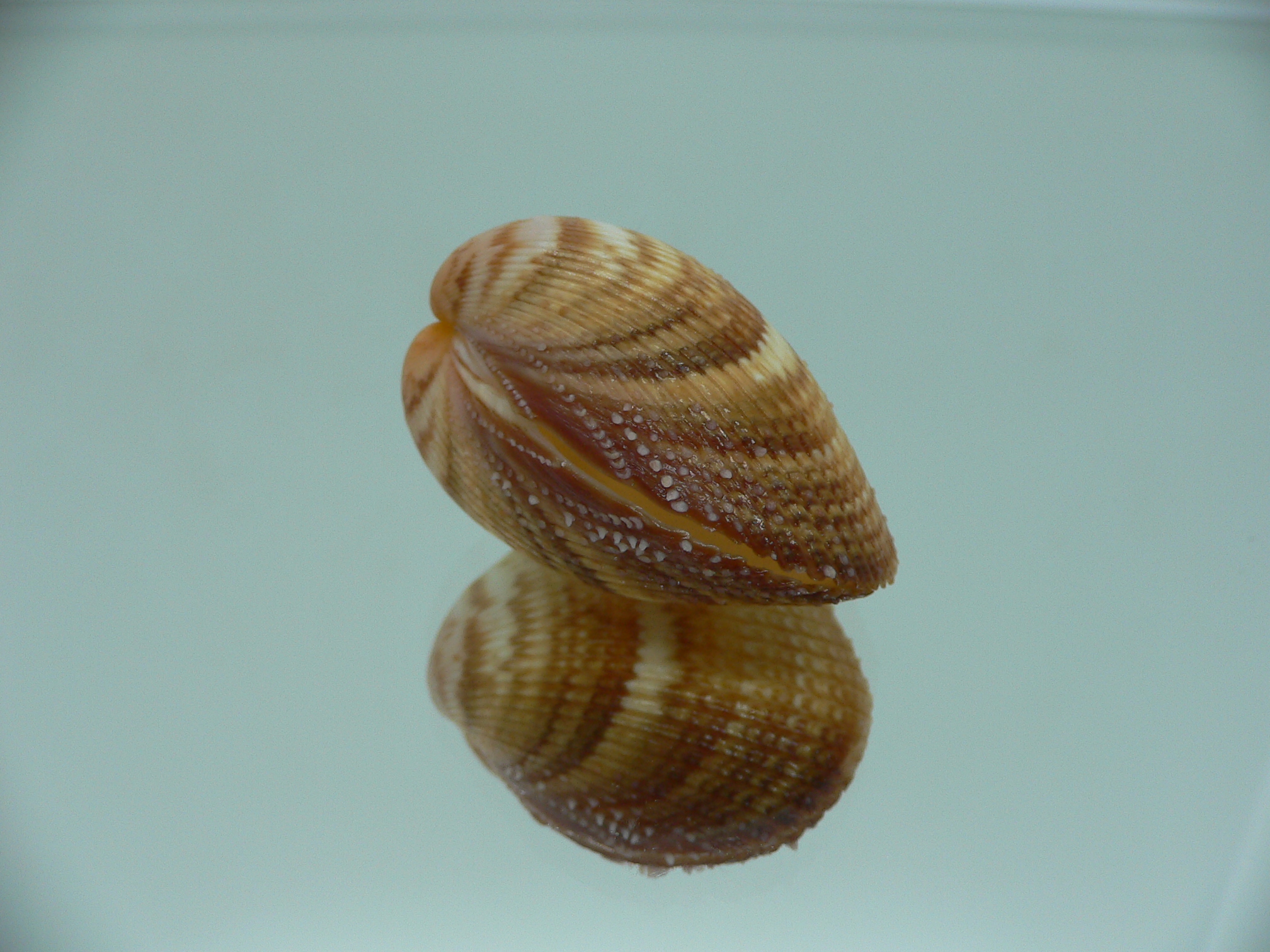 Maoricardium pseudolatum DARK COLORS