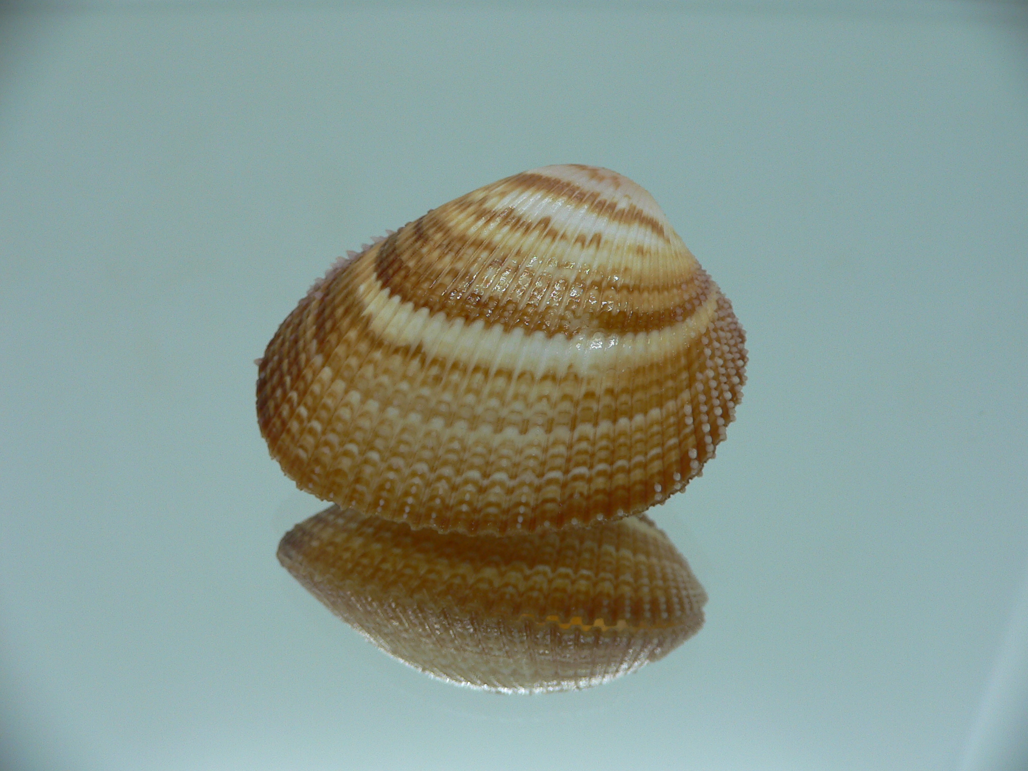 Maoricardium pseudolatum DARK COLORS
