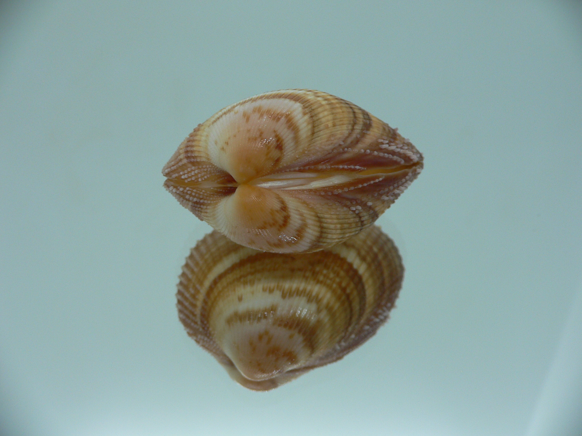 Maoricardium pseudolatum DARK COLORS