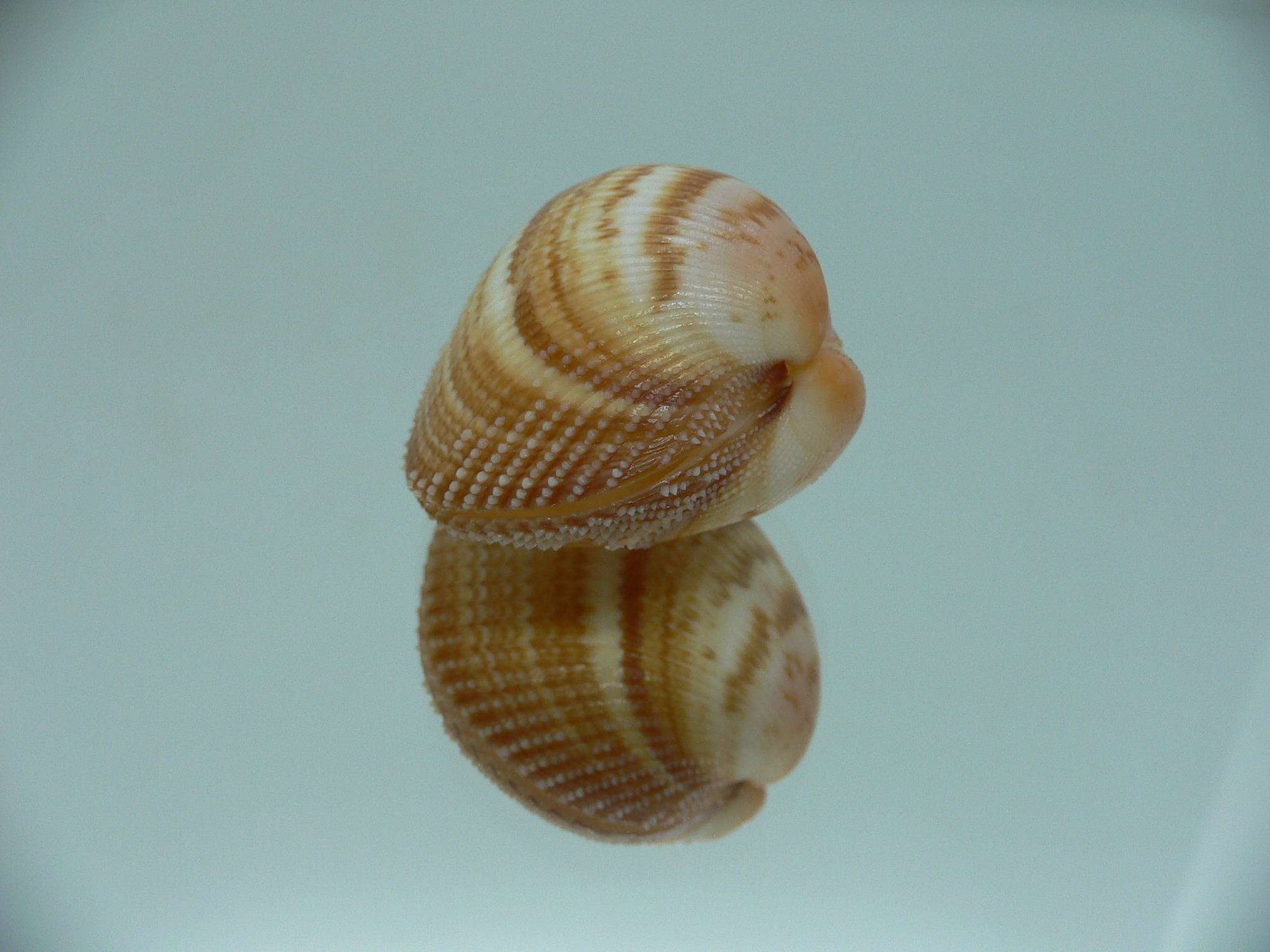 Maoricardium pseudolatum DARK COLORS