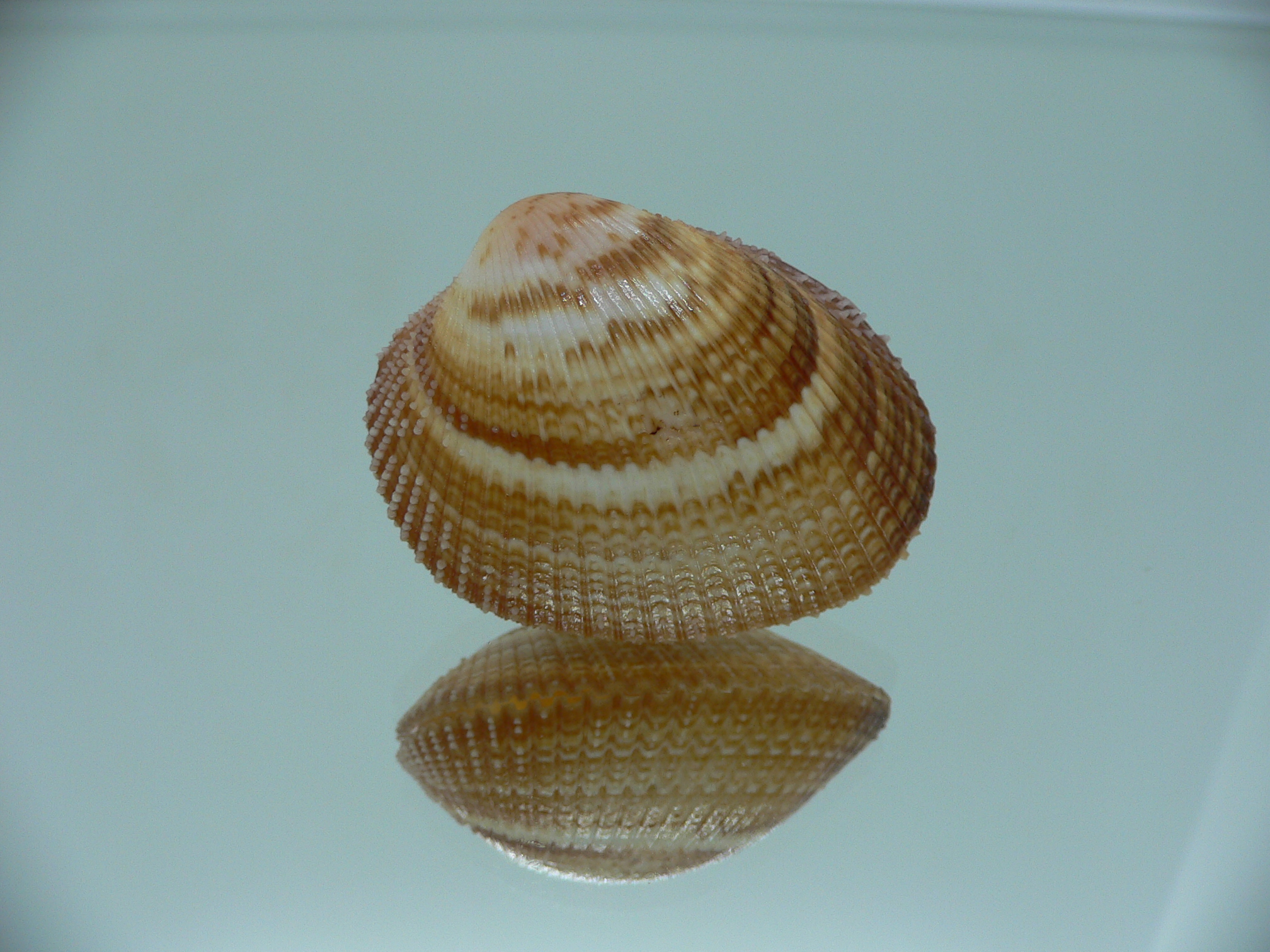 Maoricardium pseudolatum DARK COLORS