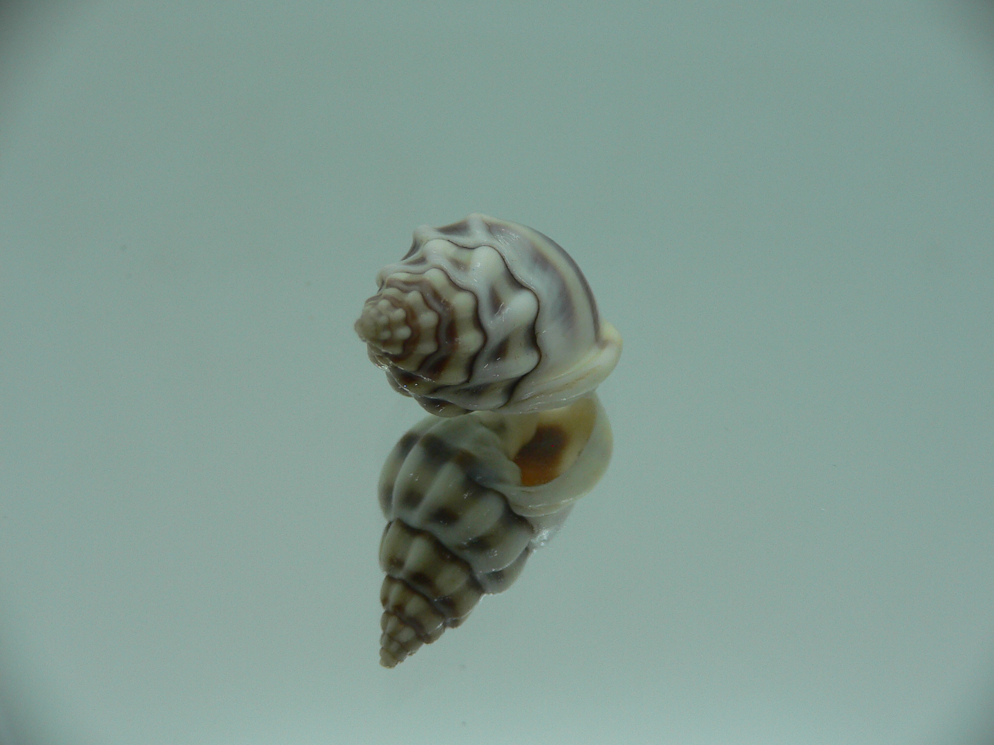 Nassarius stolatus BIG