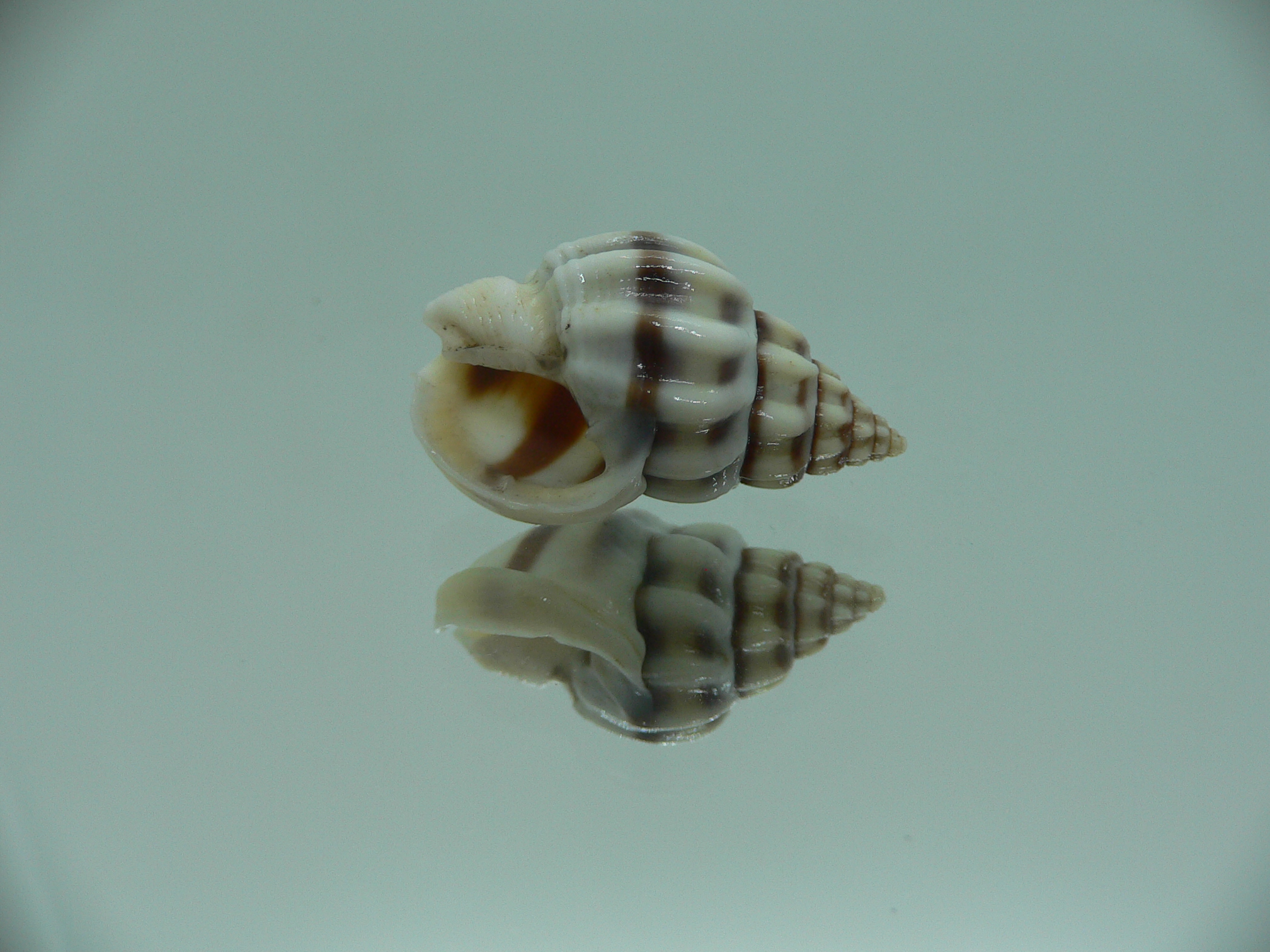 Nassarius stolatus BIG