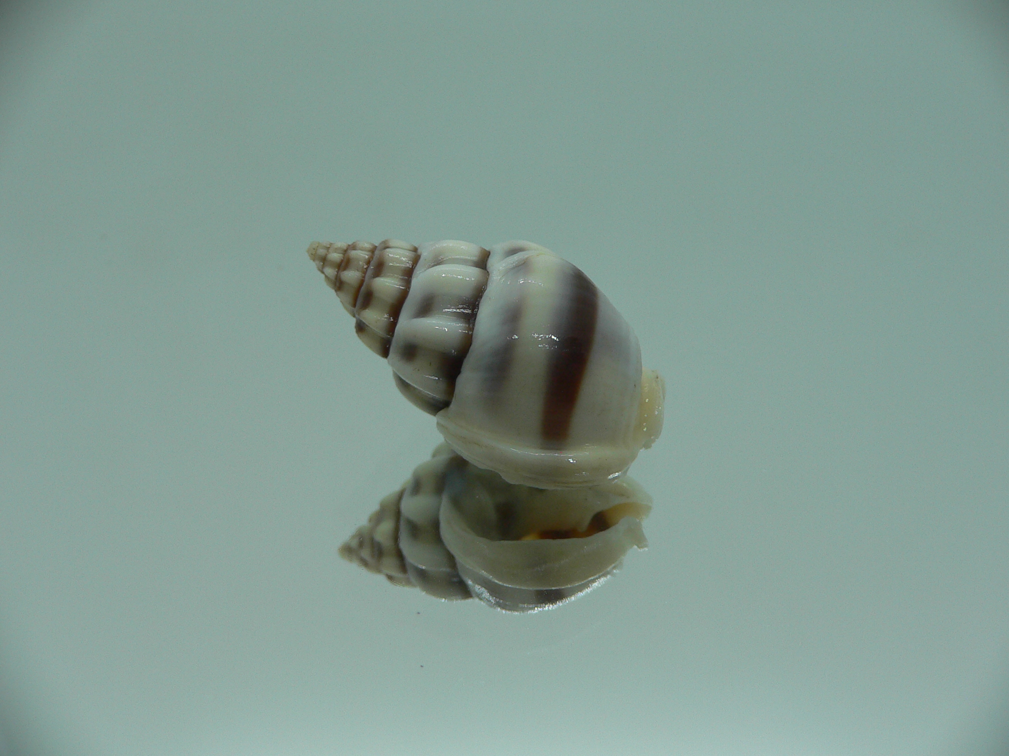 Nassarius stolatus BIG