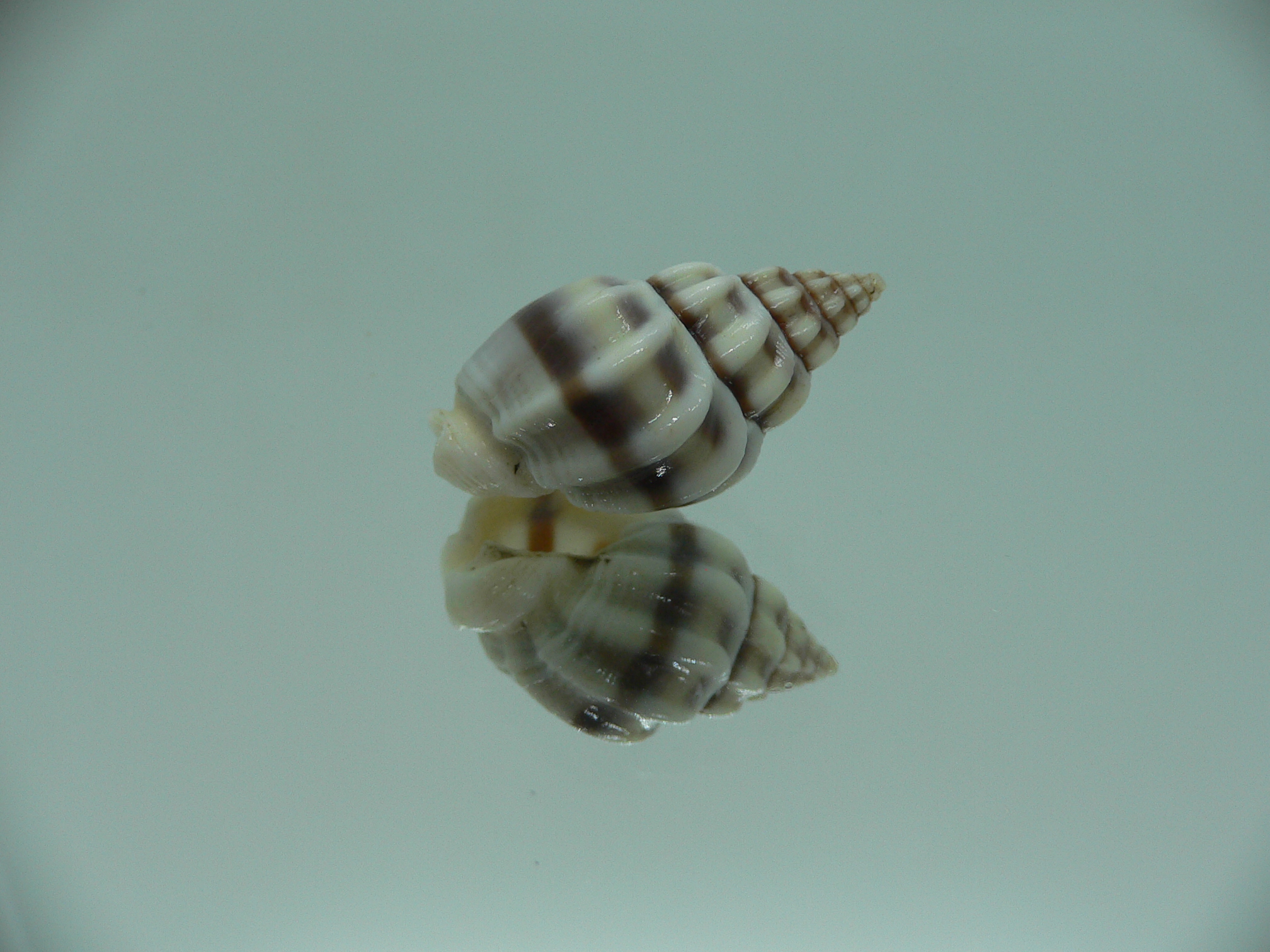 Nassarius stolatus BIG