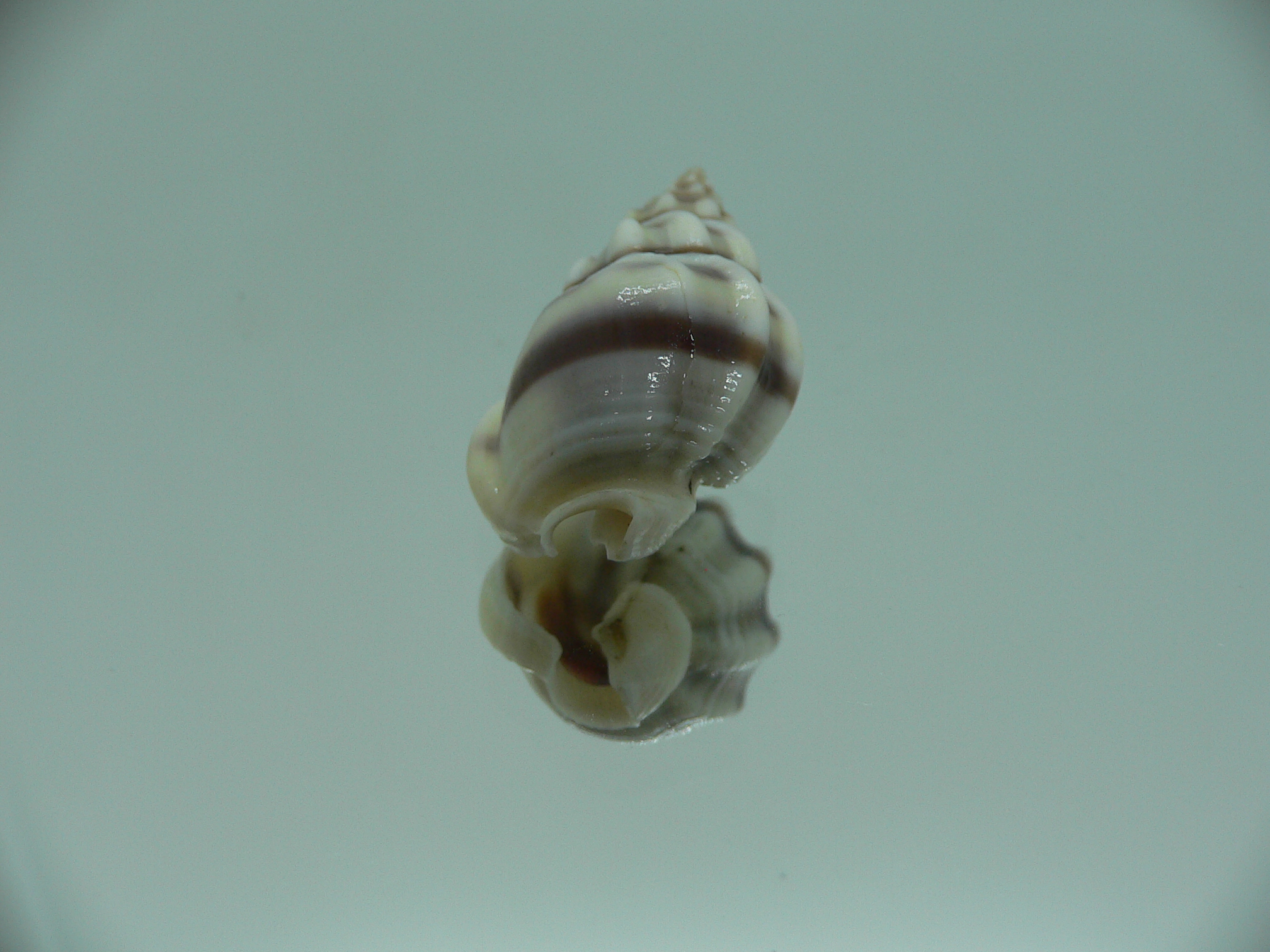 Nassarius stolatus BIG