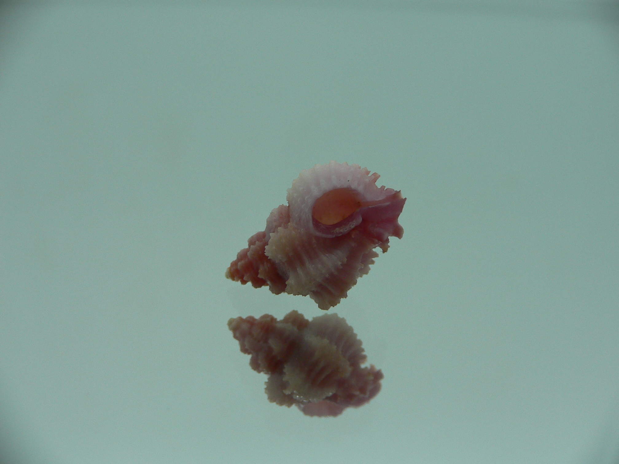 Favartia salmonea LILAC