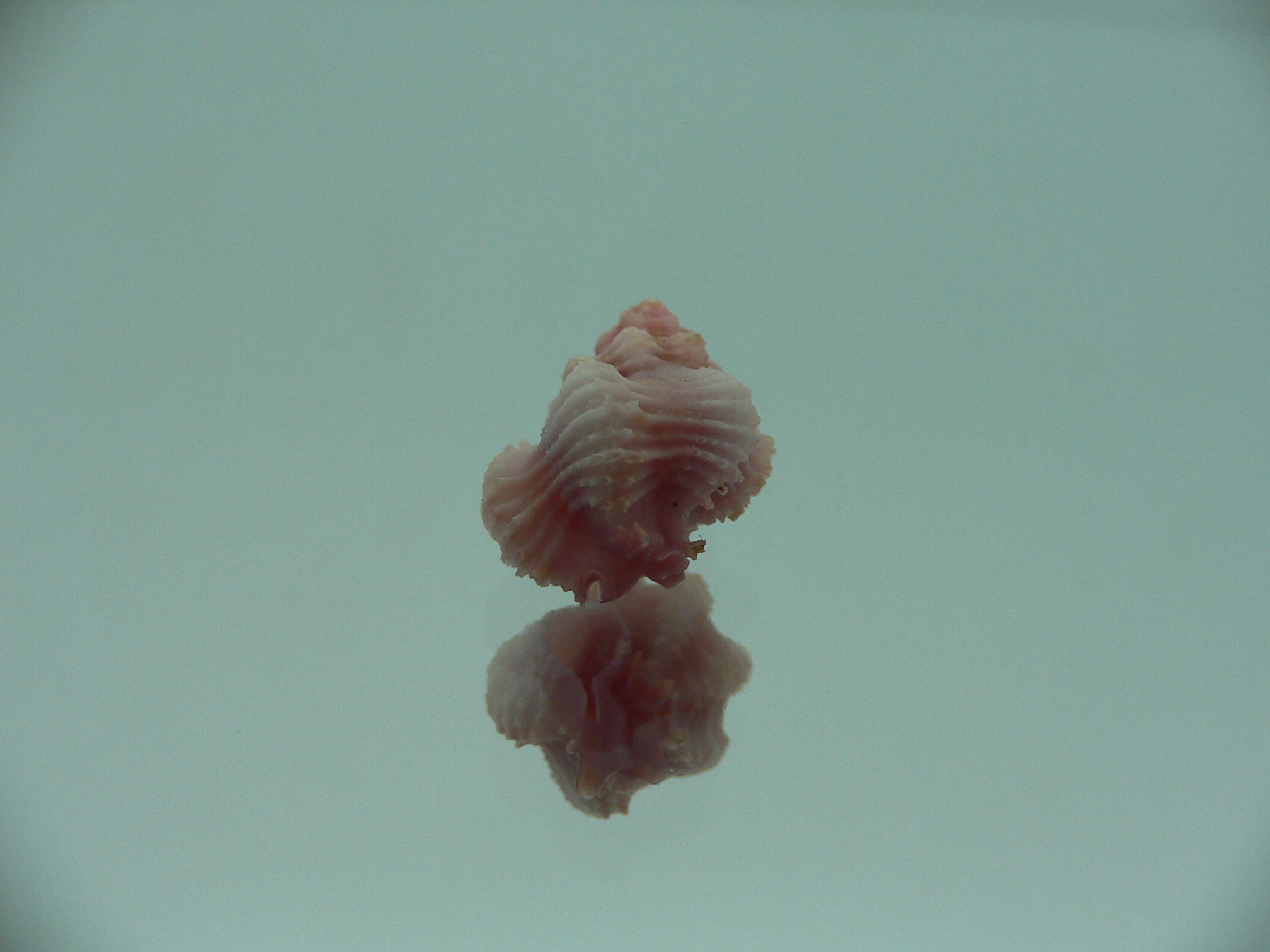 Favartia salmonea LILAC