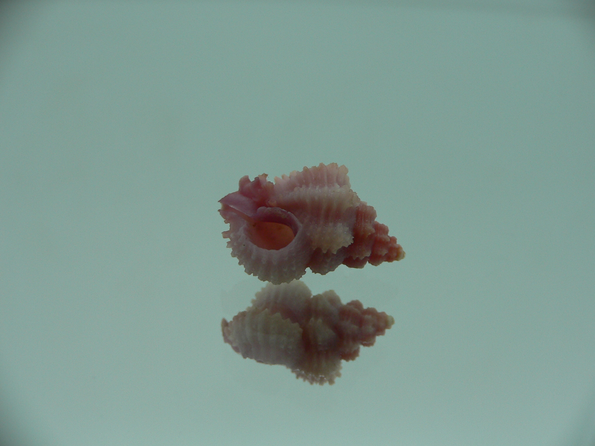 Favartia salmonea LILAC