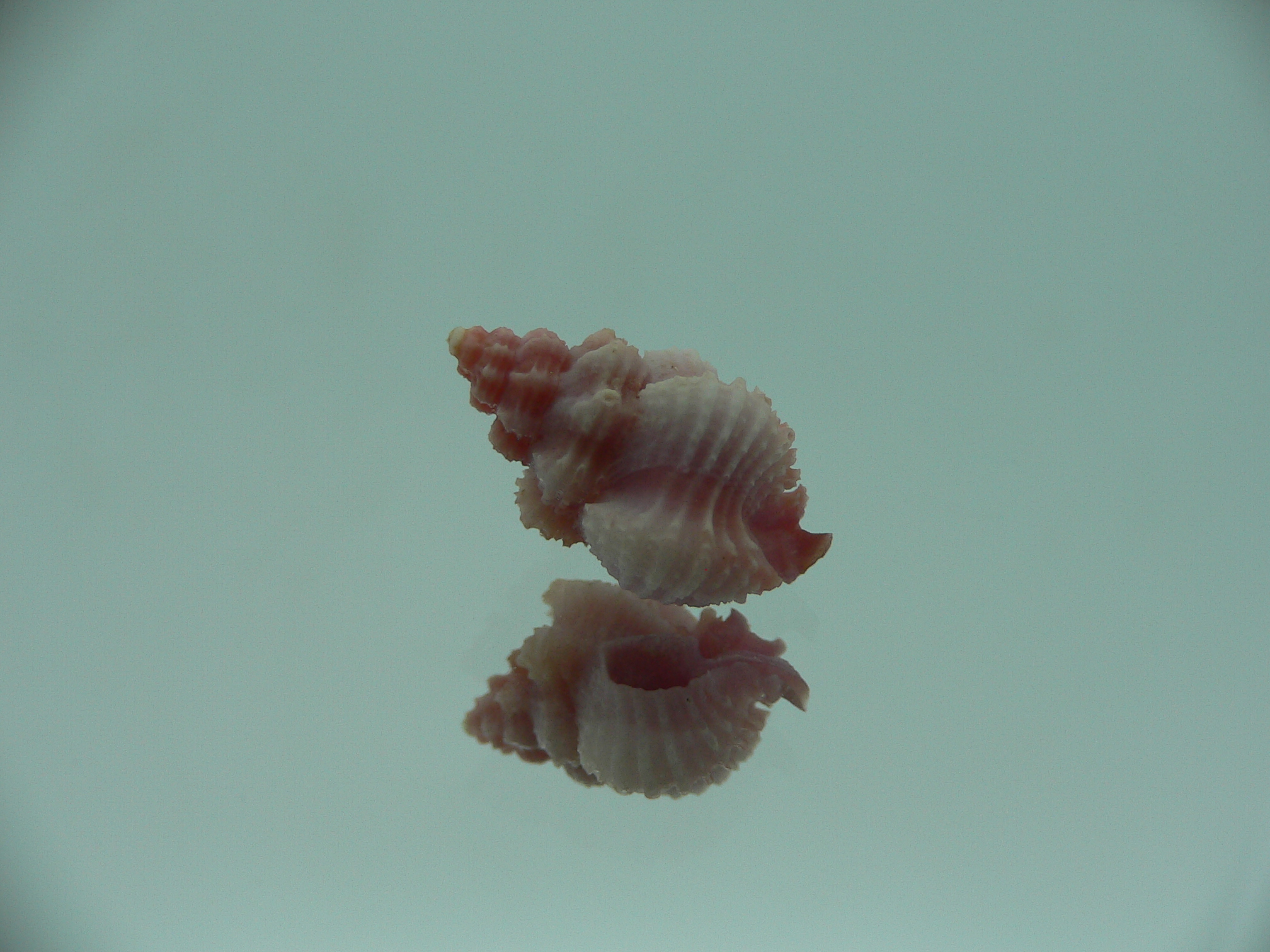 Favartia salmonea LILAC