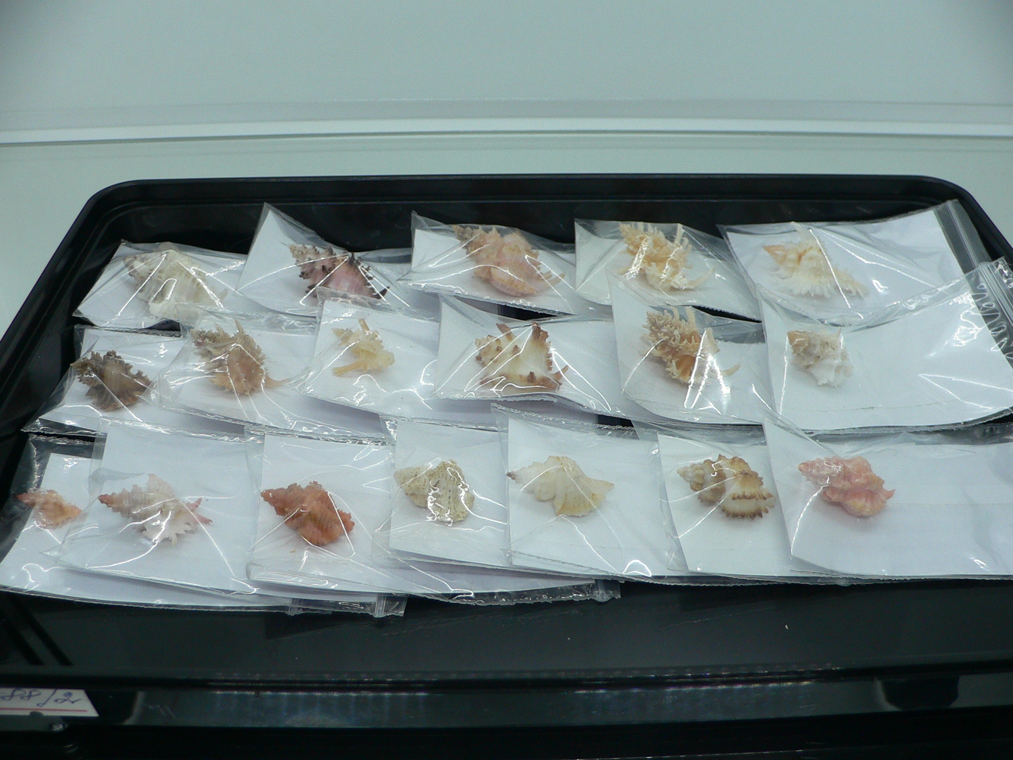 Favartia salmonea LILAC