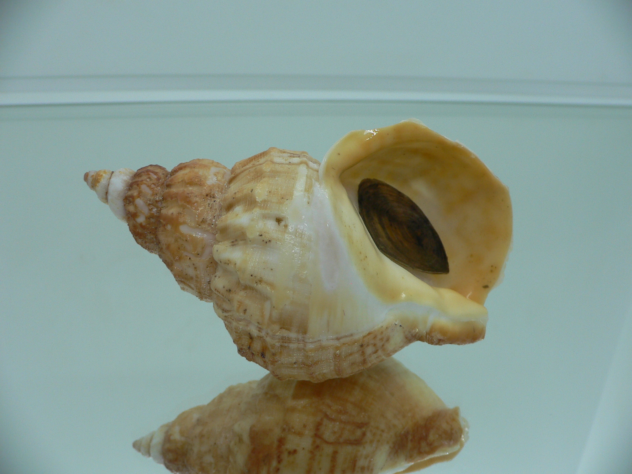 Buccinum verkruezeni YELLOW