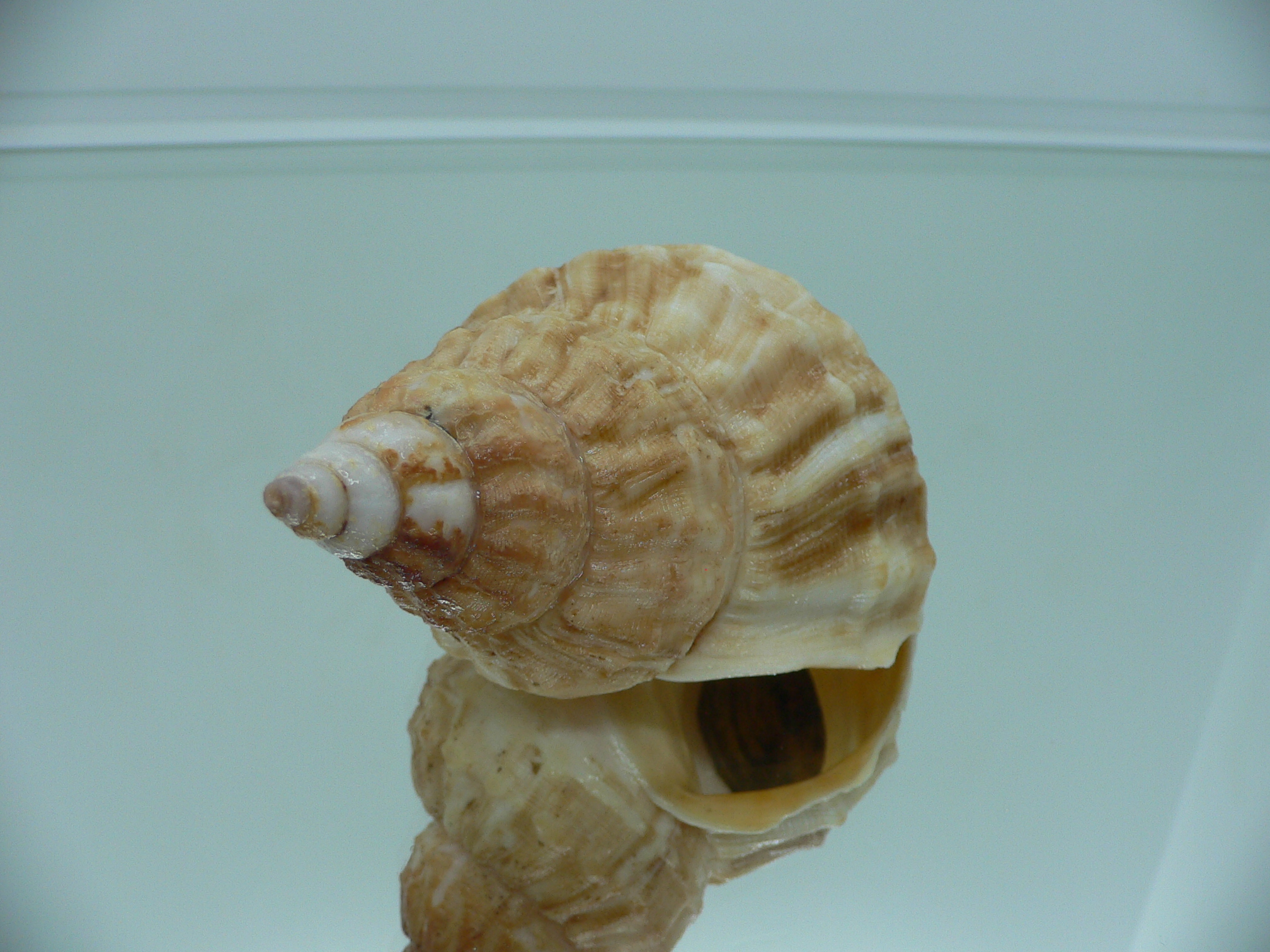 Buccinum verkruezeni YELLOW