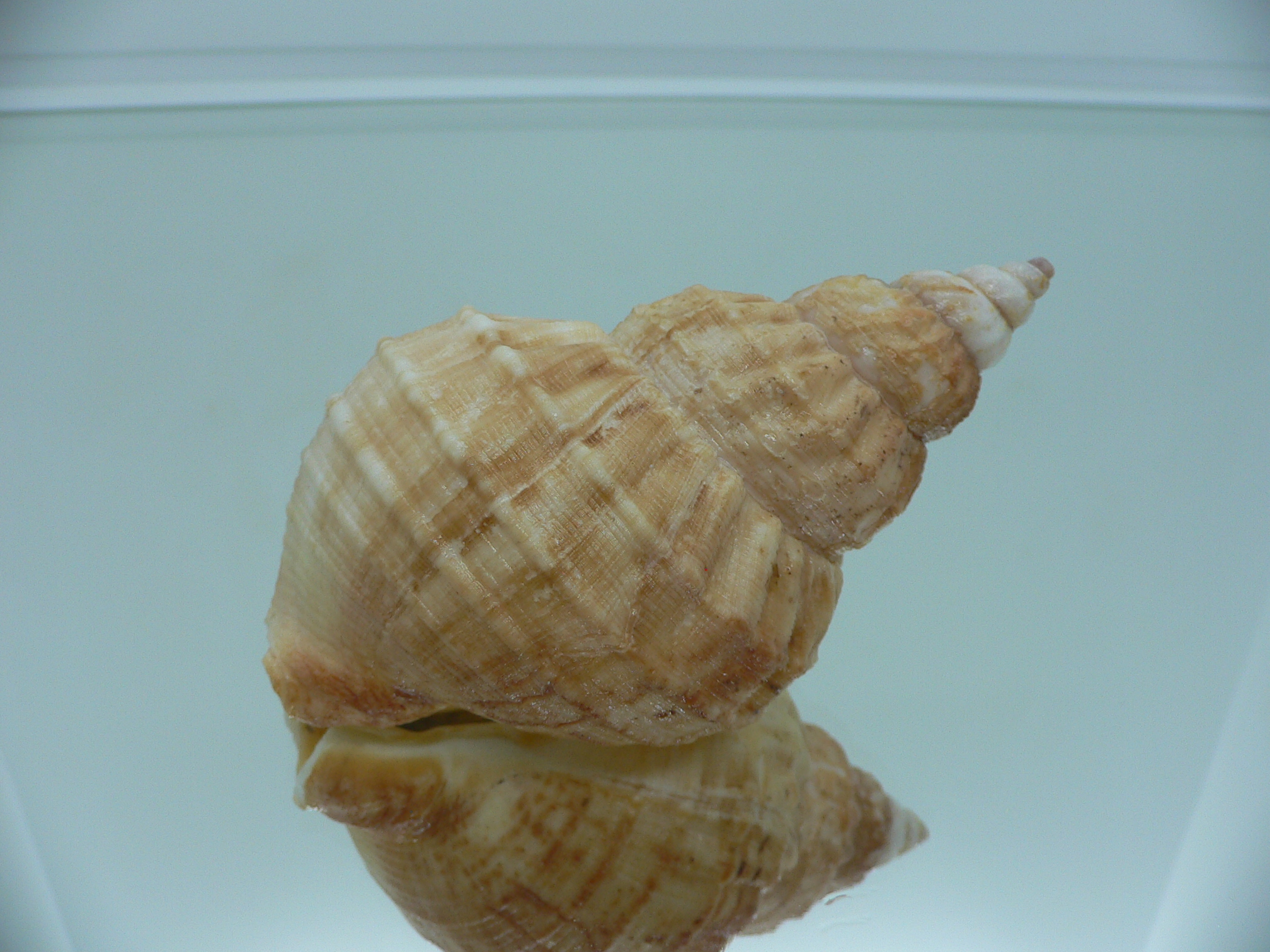 Buccinum verkruezeni YELLOW