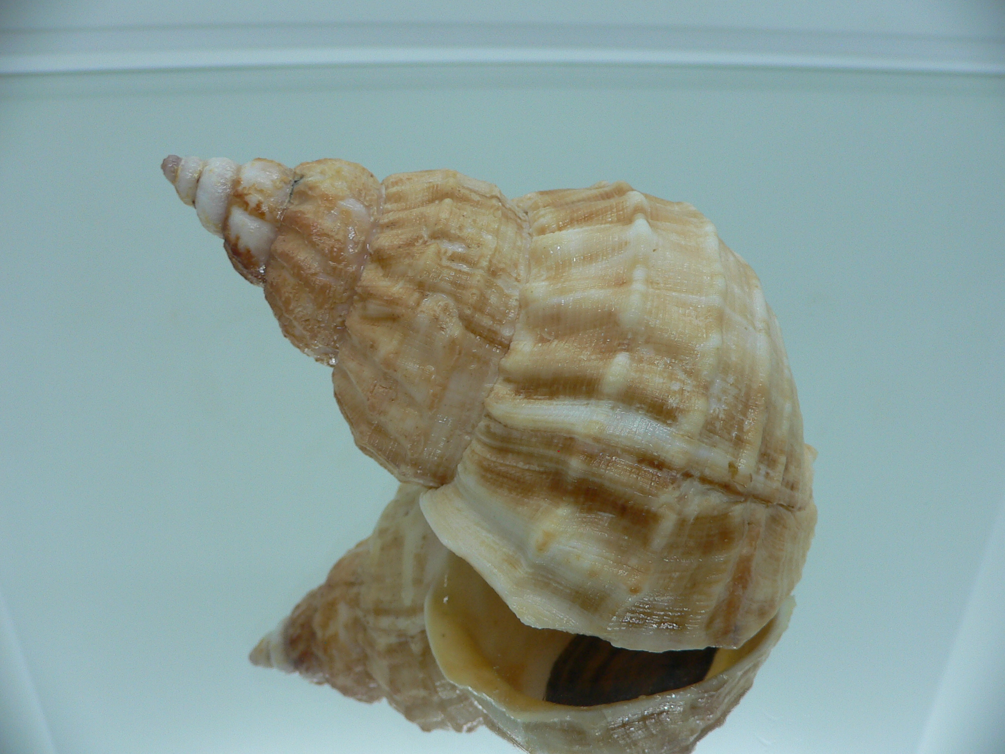 Buccinum verkruezeni YELLOW