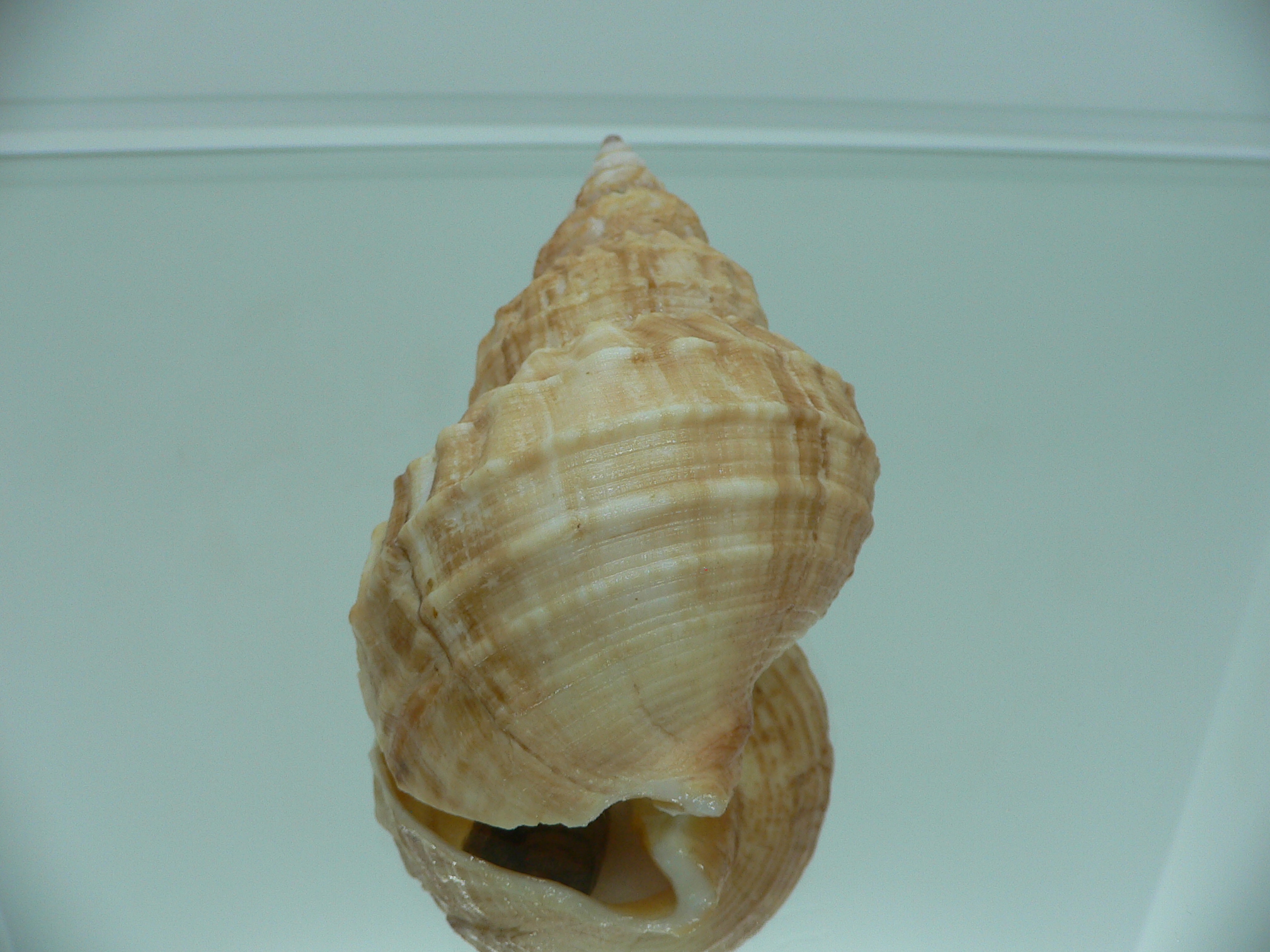 Buccinum verkruezeni YELLOW