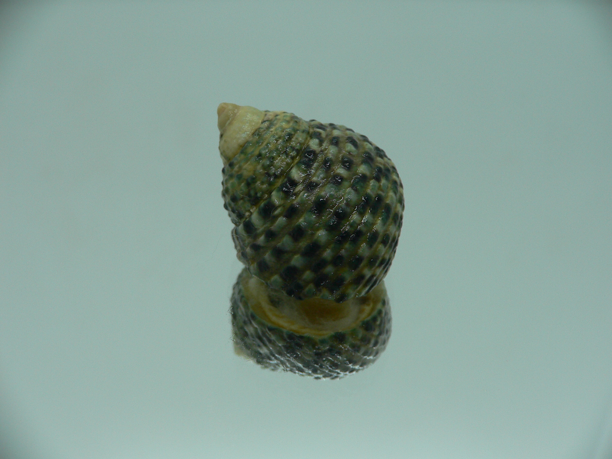 Monodonta labio labio COLORFUL GREEN