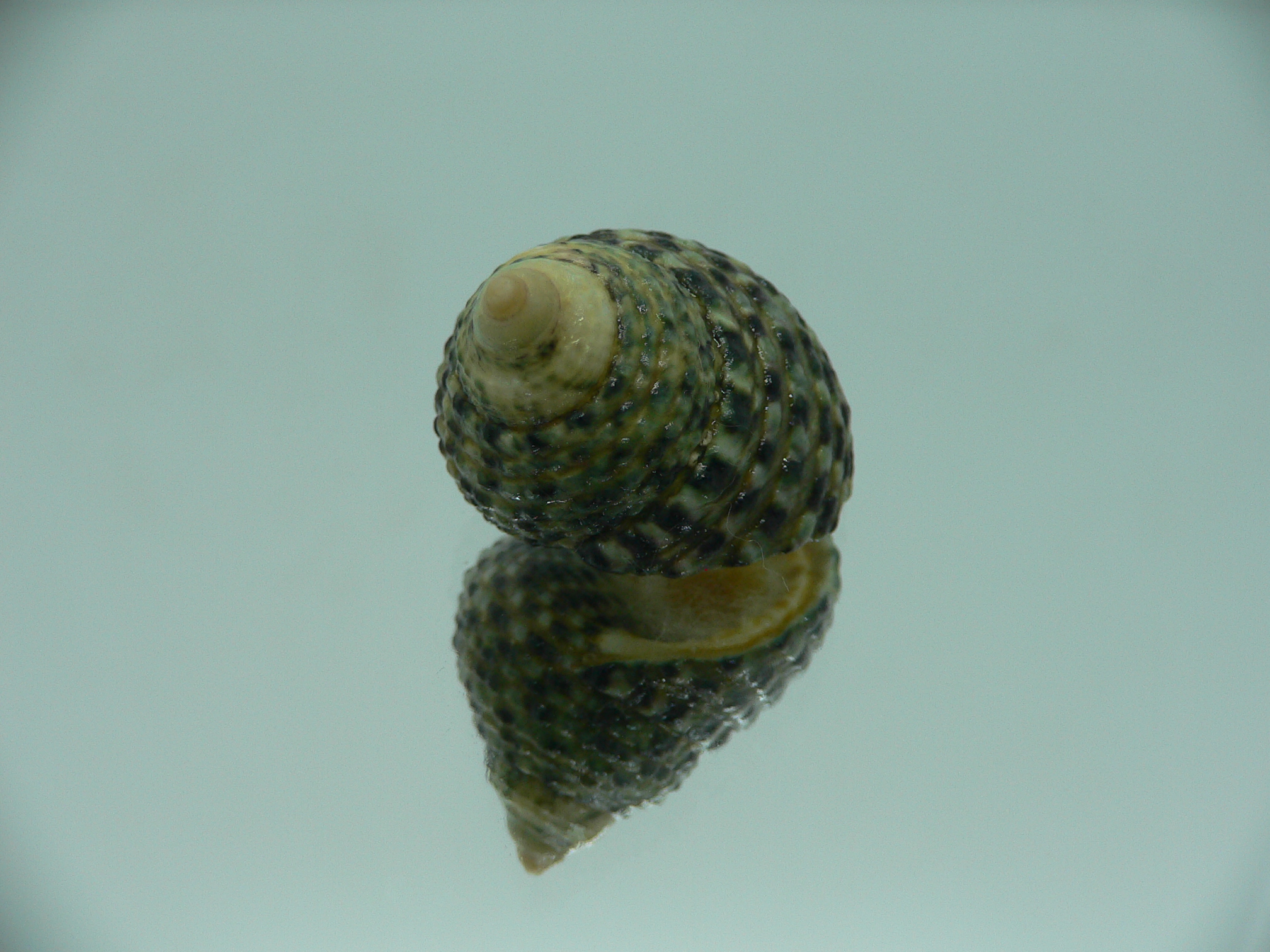 Monodonta labio labio COLORFUL GREEN