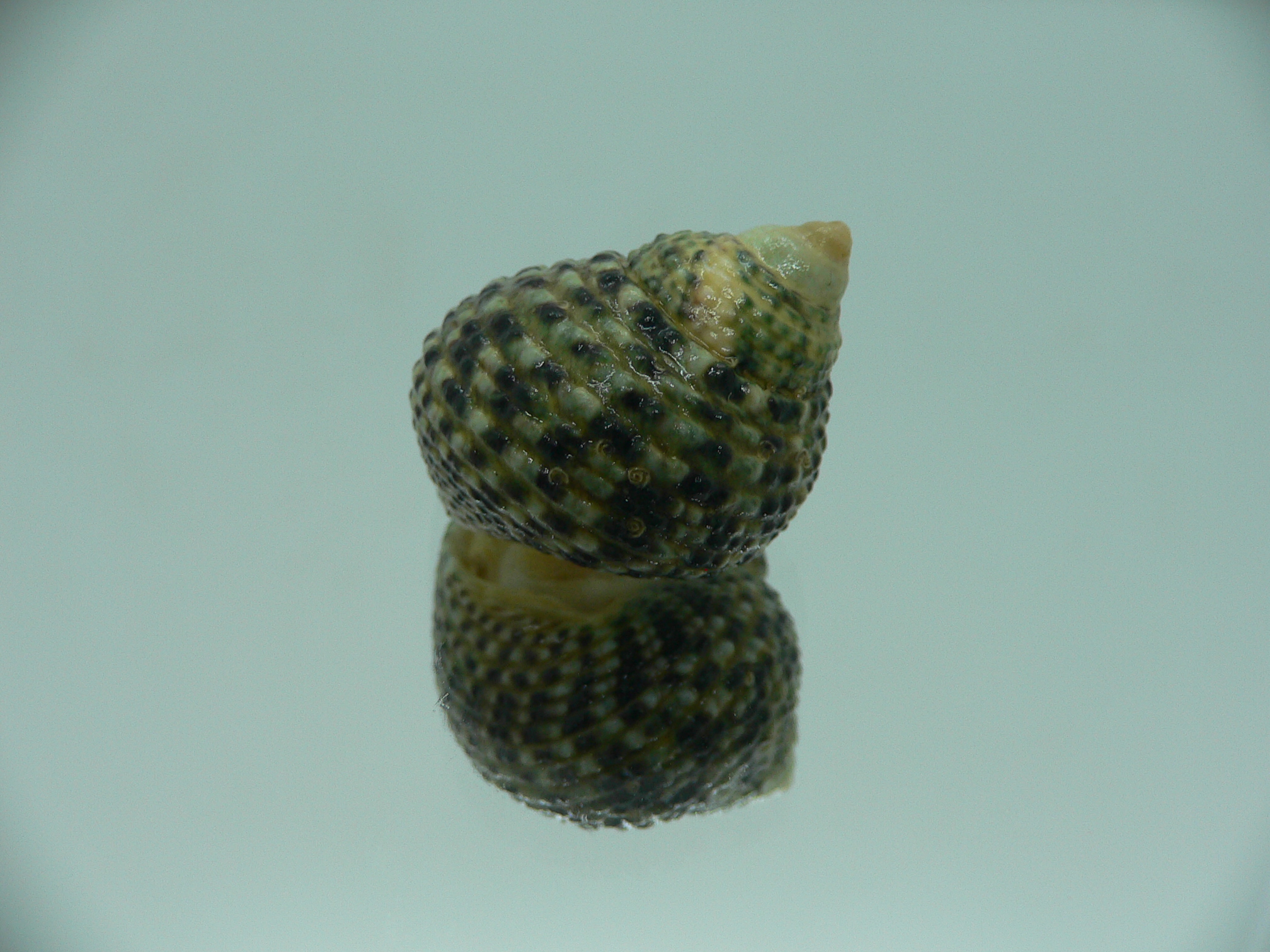 Monodonta labio labio COLORFUL GREEN