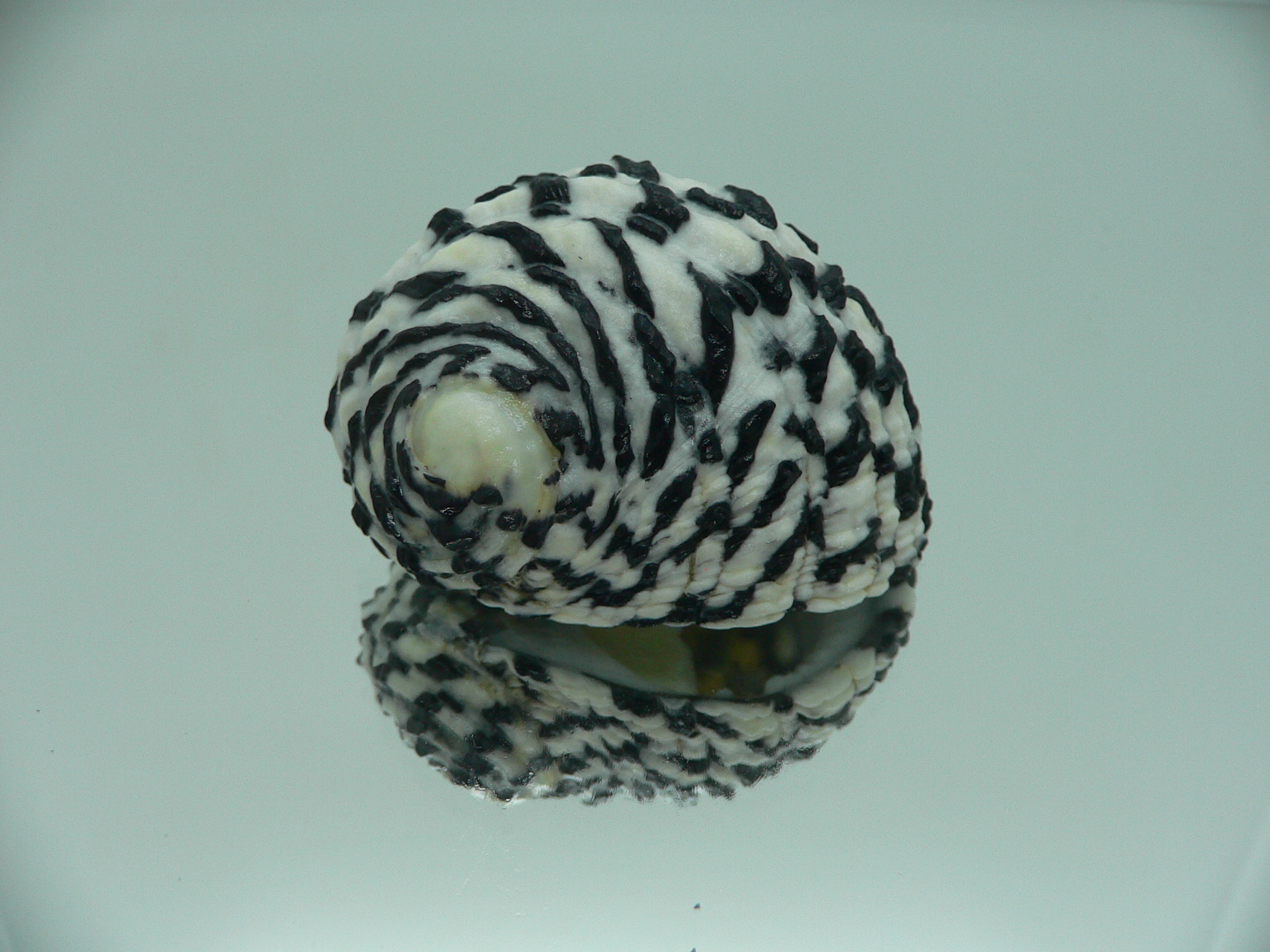 Nerita textilis VERY BIG