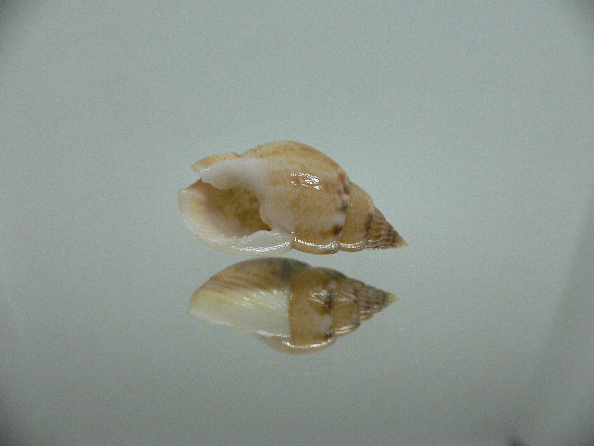 Nassarius cf. graphiterus INDIAN FORM