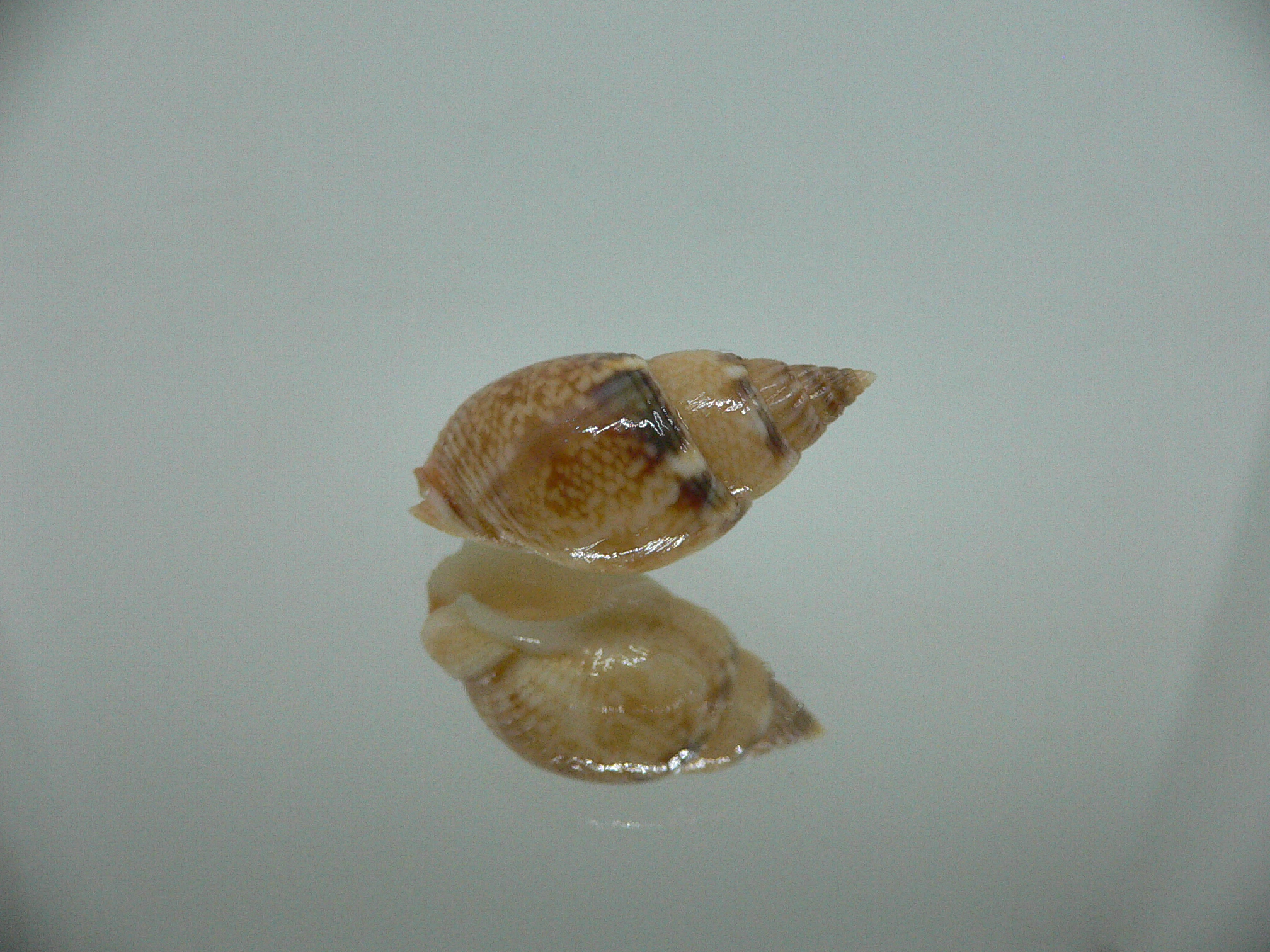 Nassarius cf. graphiterus INDIAN FORM