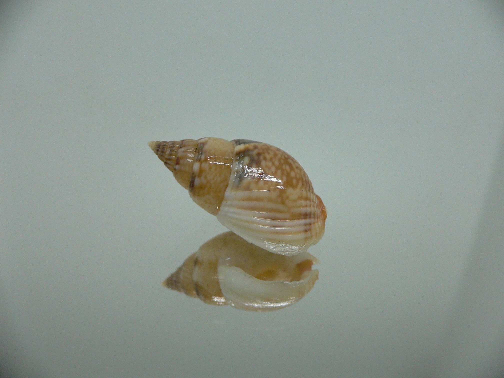 Nassarius cf. graphiterus INDIAN FORM