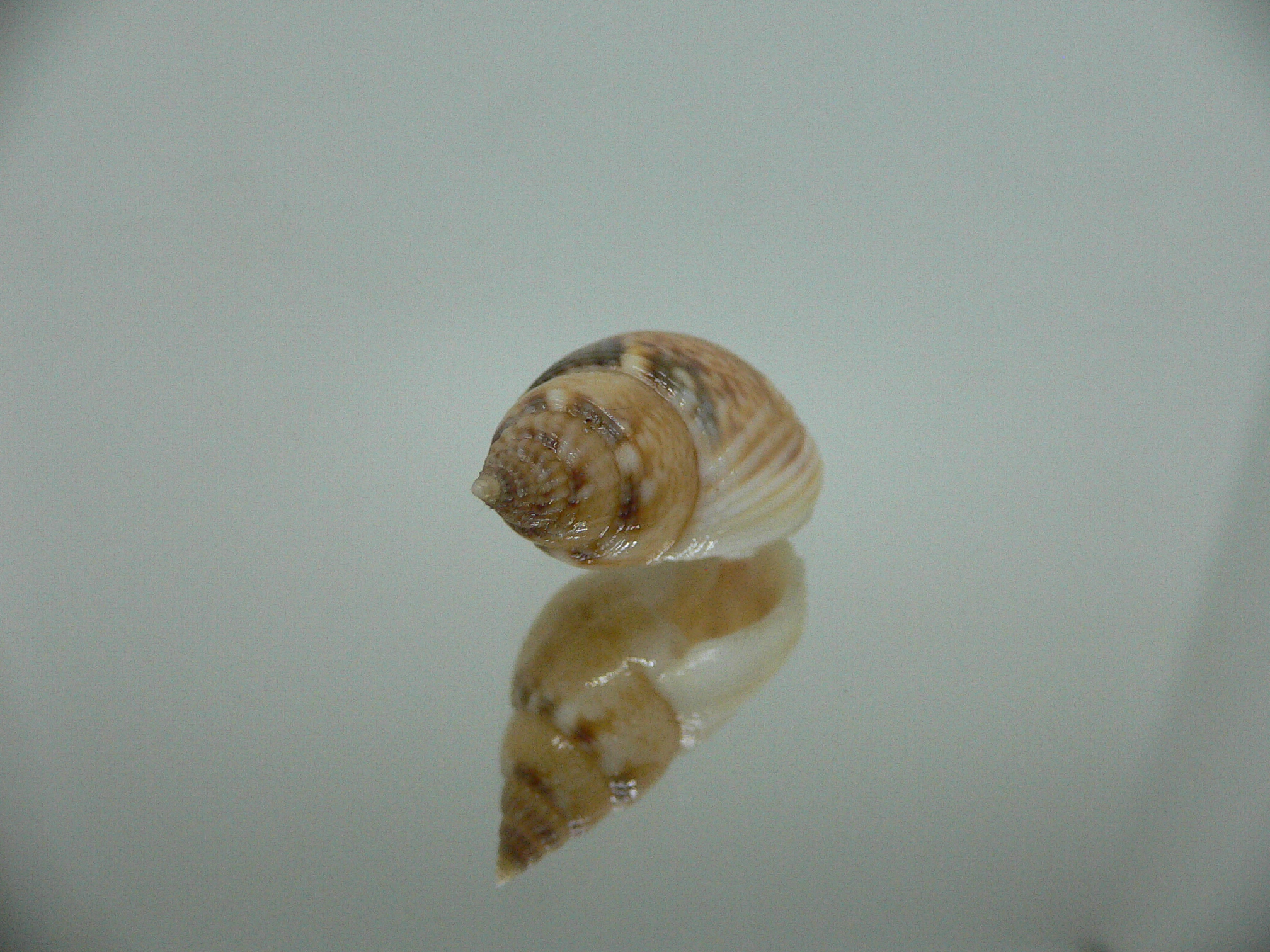 Nassarius cf. graphiterus INDIAN FORM