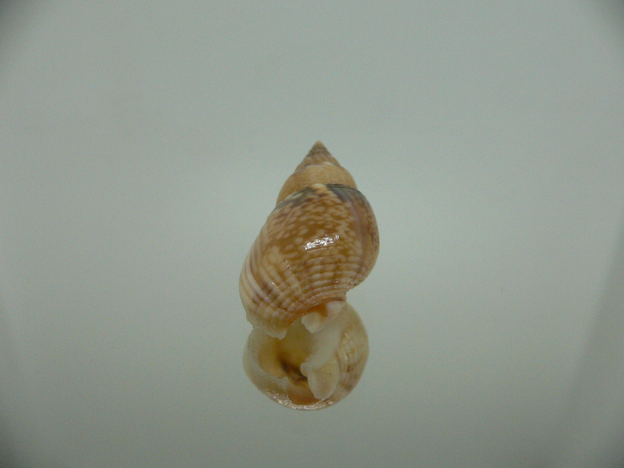 Nassarius cf. graphiterus INDIAN FORM
