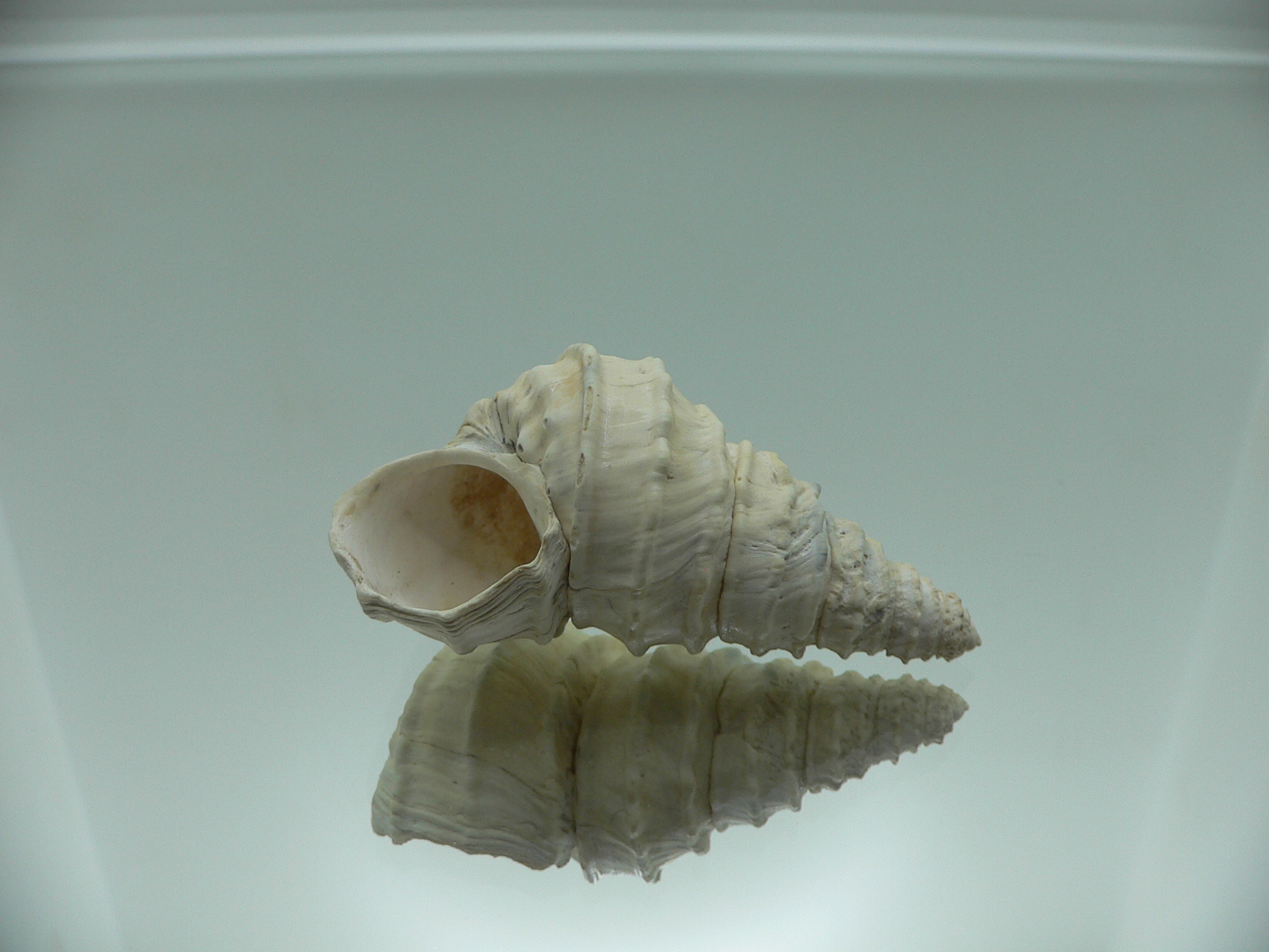 Tchangmargarya ziyi RARE & ENDEMIC