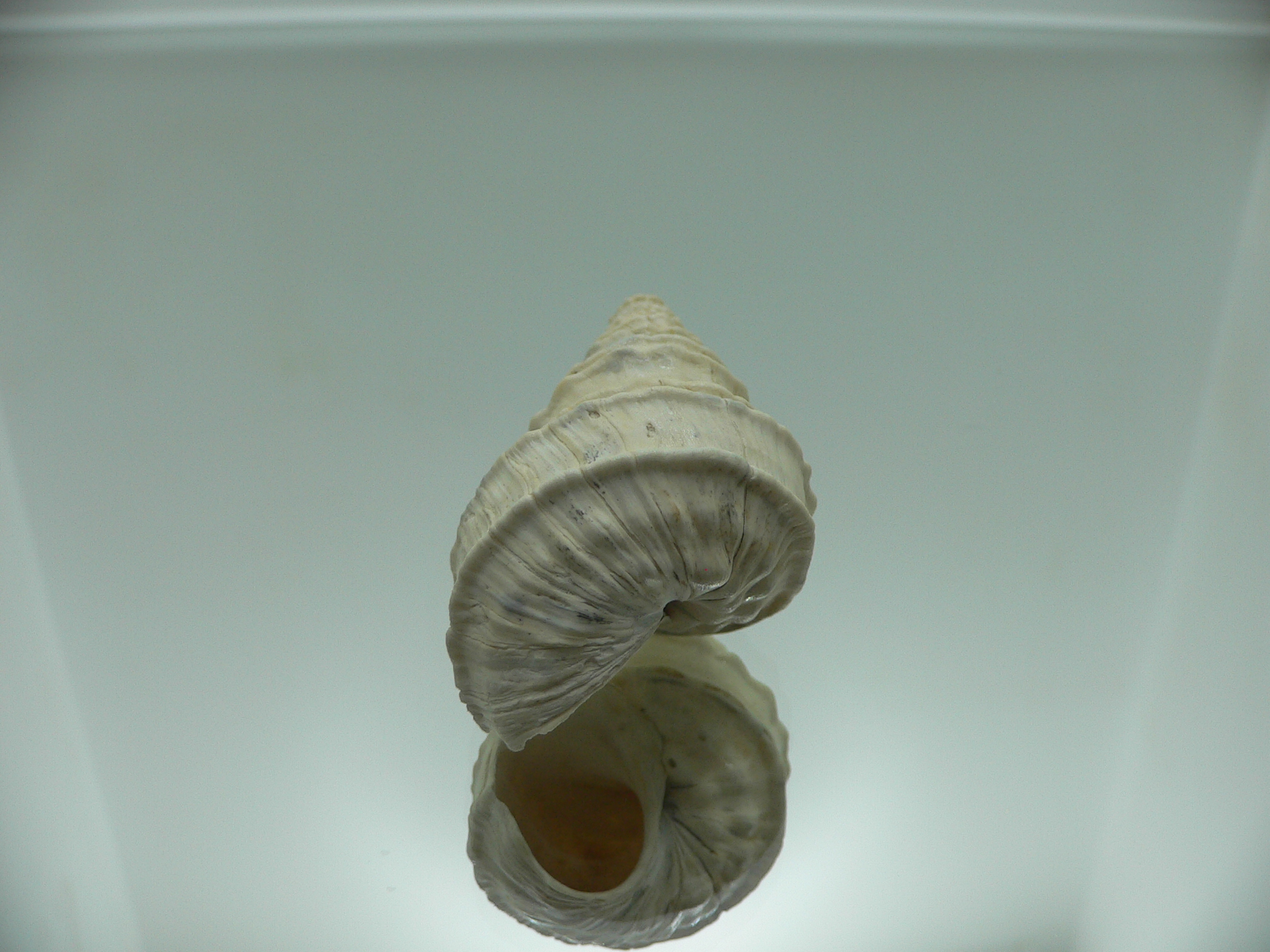 Tchangmargarya ziyi RARE & ENDEMIC