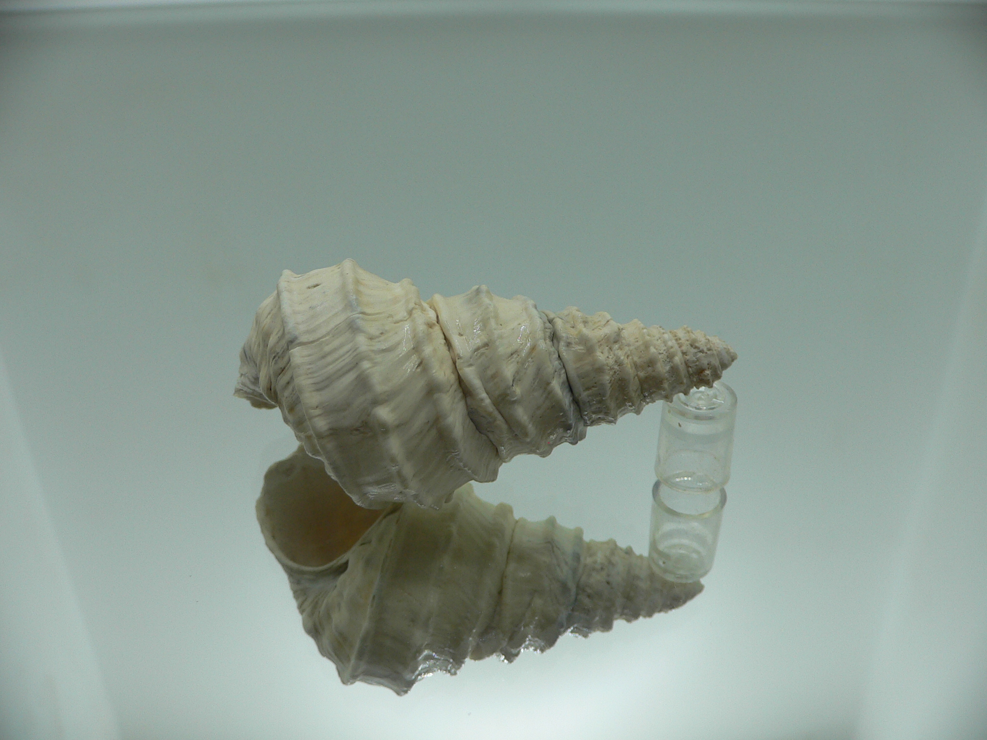 Tchangmargarya ziyi RARE & ENDEMIC